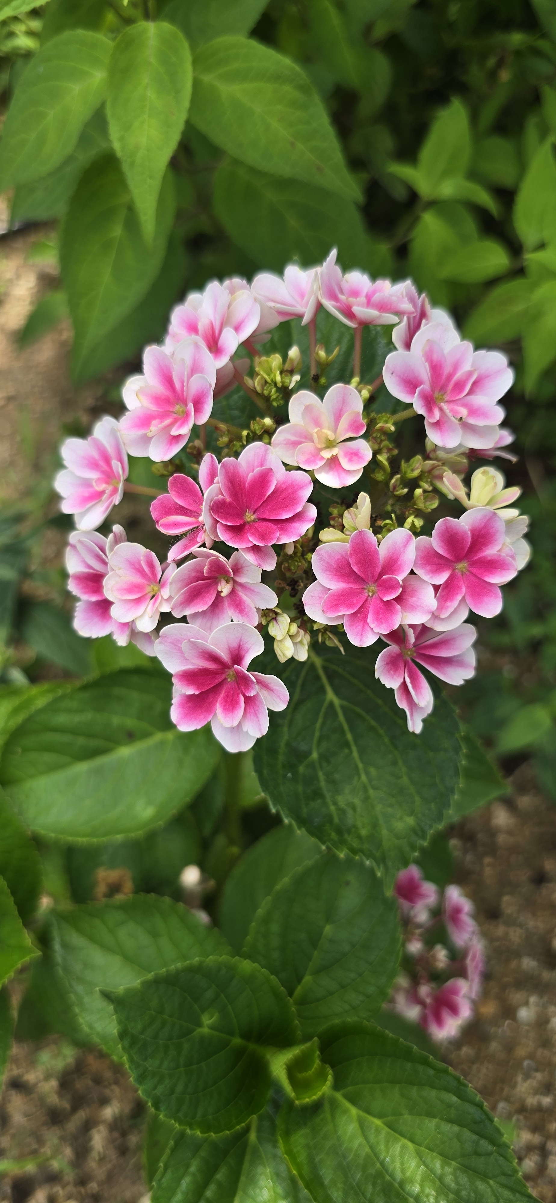 청림농원