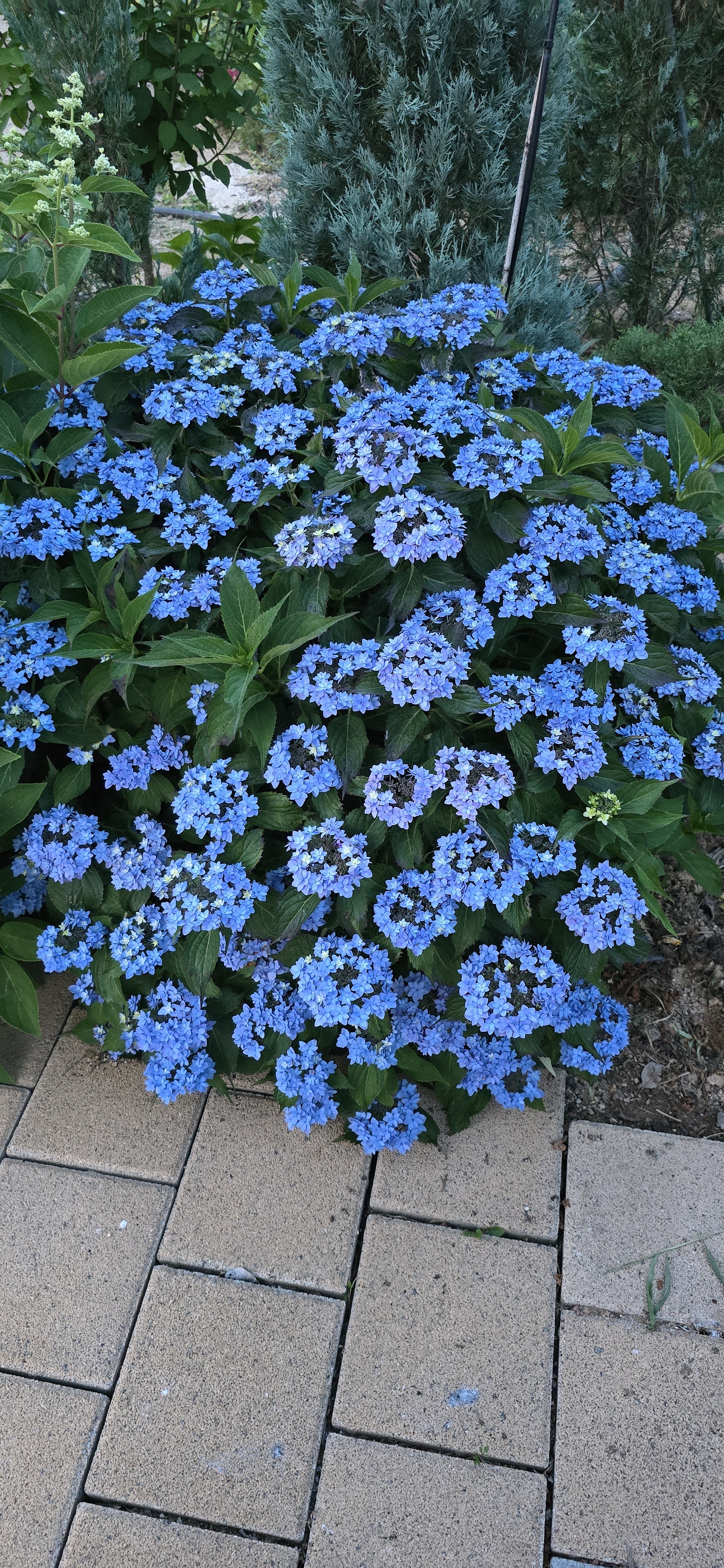 청림농원