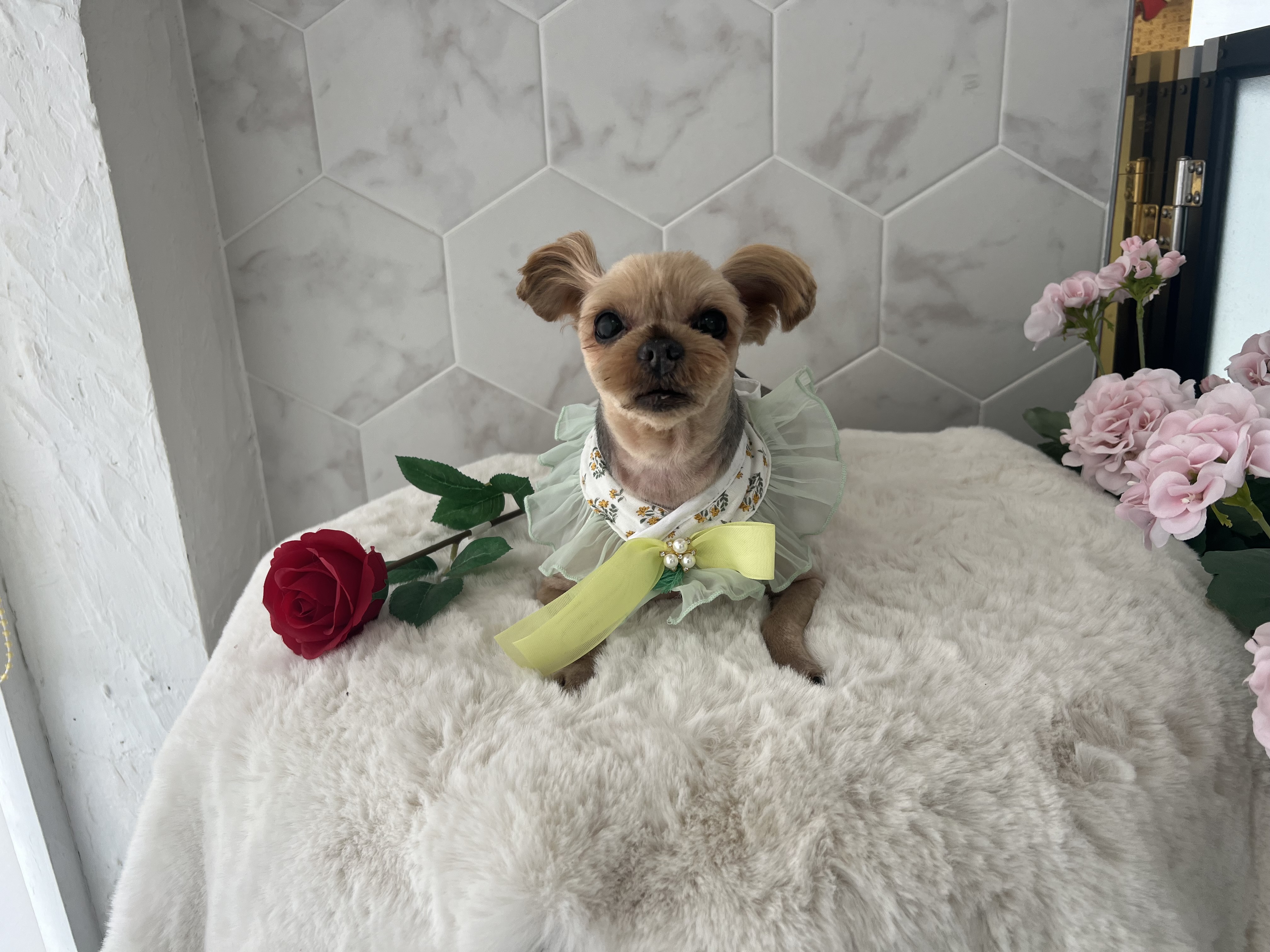 오키독키 애견미용&호텔&놀이터 대표 이미지