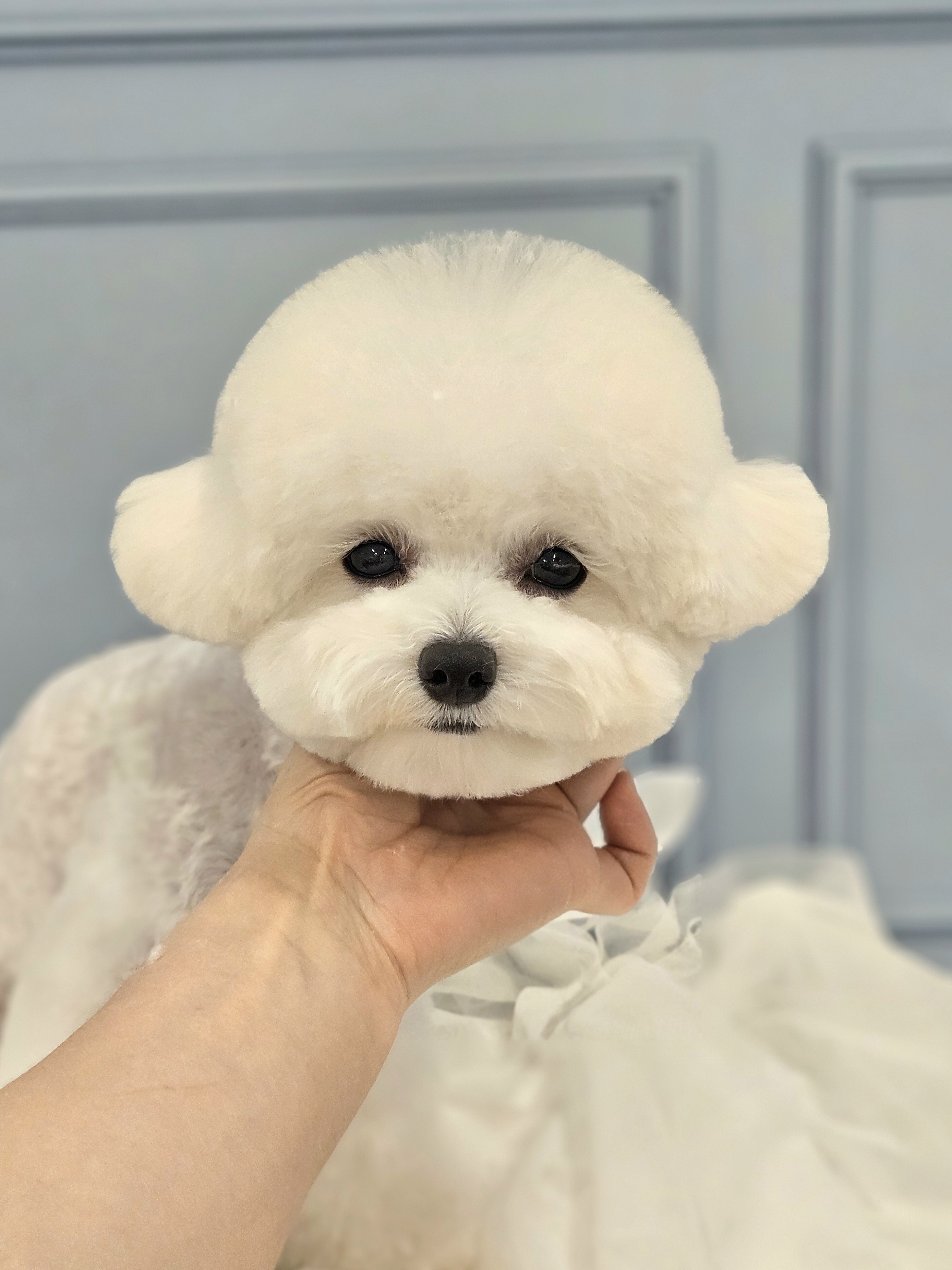 페어리몽드