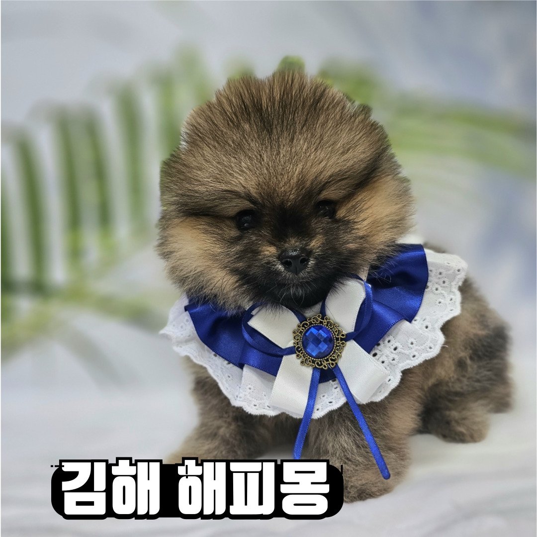 김해 해피몽 김해강아지분양 고양이분양