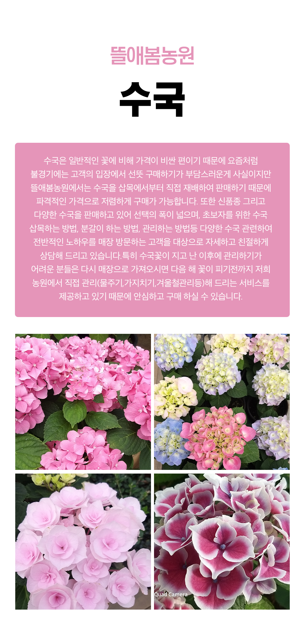 뜰애봄