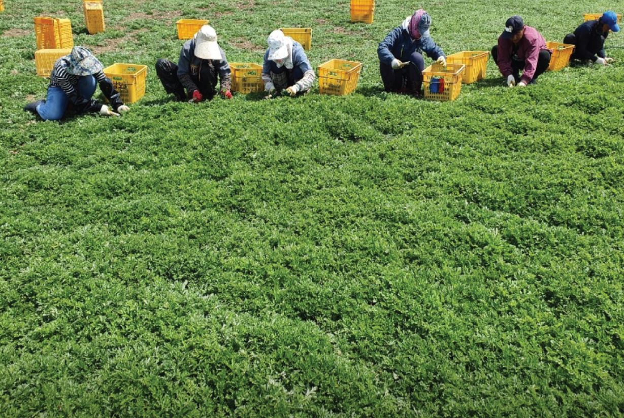 농업회사법인 제주명품쑥 음식 사진