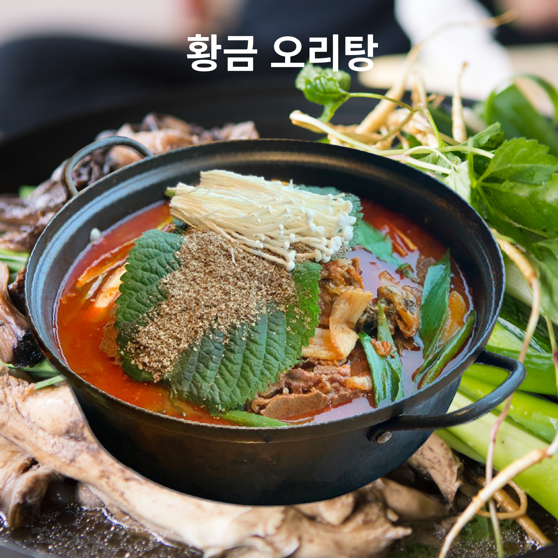 황금오리