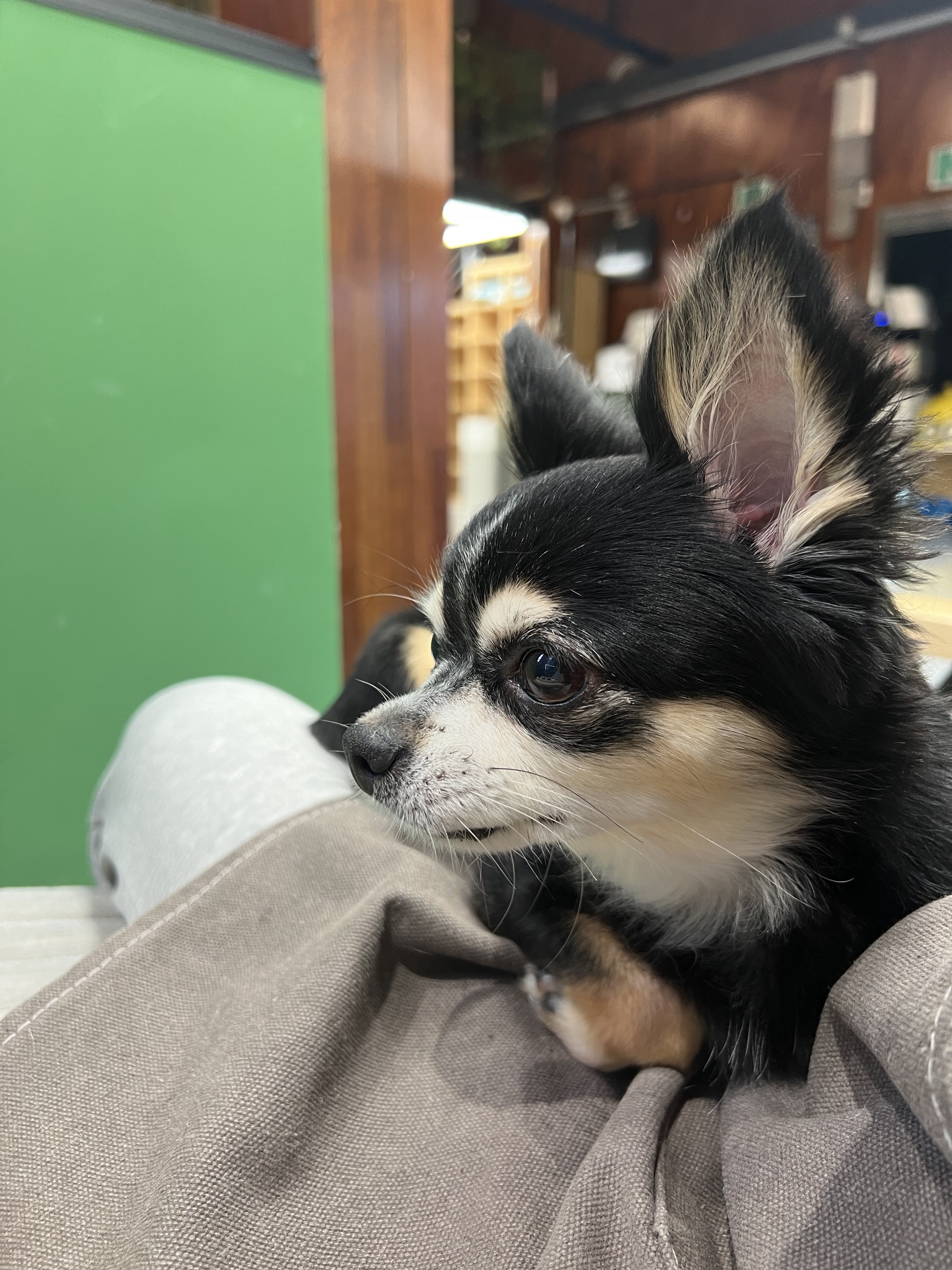 호텔 독스 애견호텔&유치원 대표 이미지