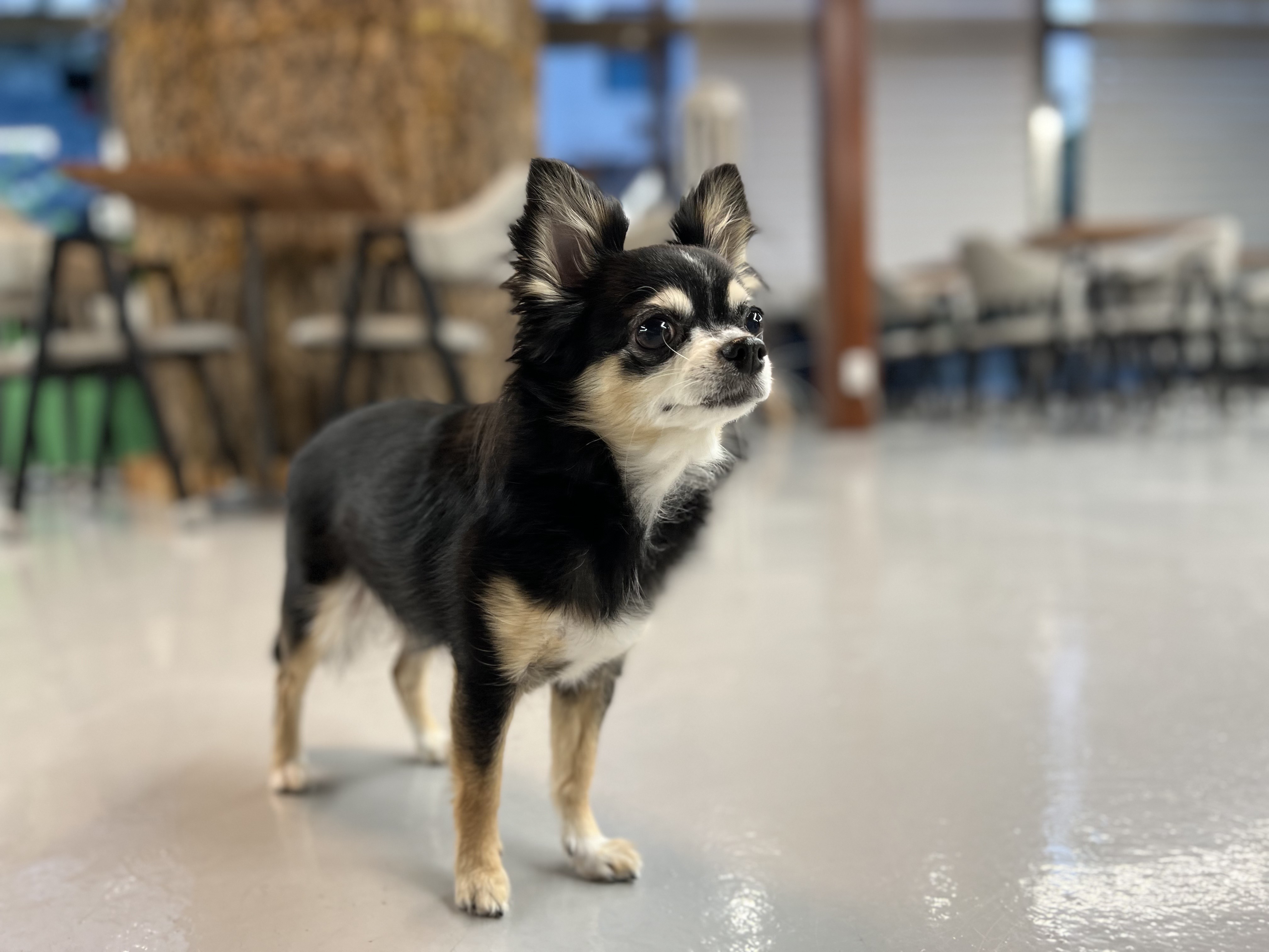 호텔 독스 애견호텔&유치원 대표 이미지