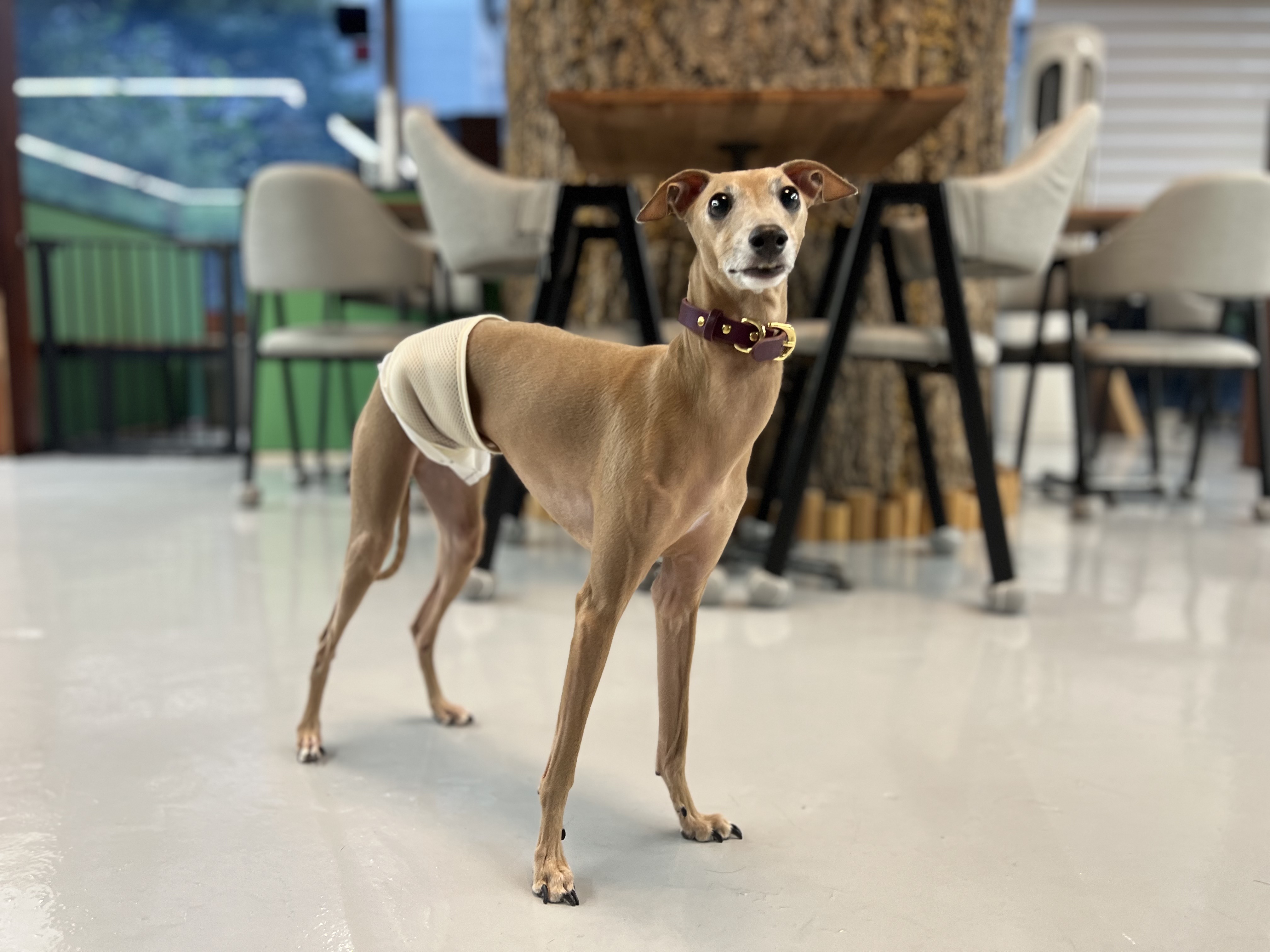 호텔 독스 애견호텔&유치원 대표 이미지