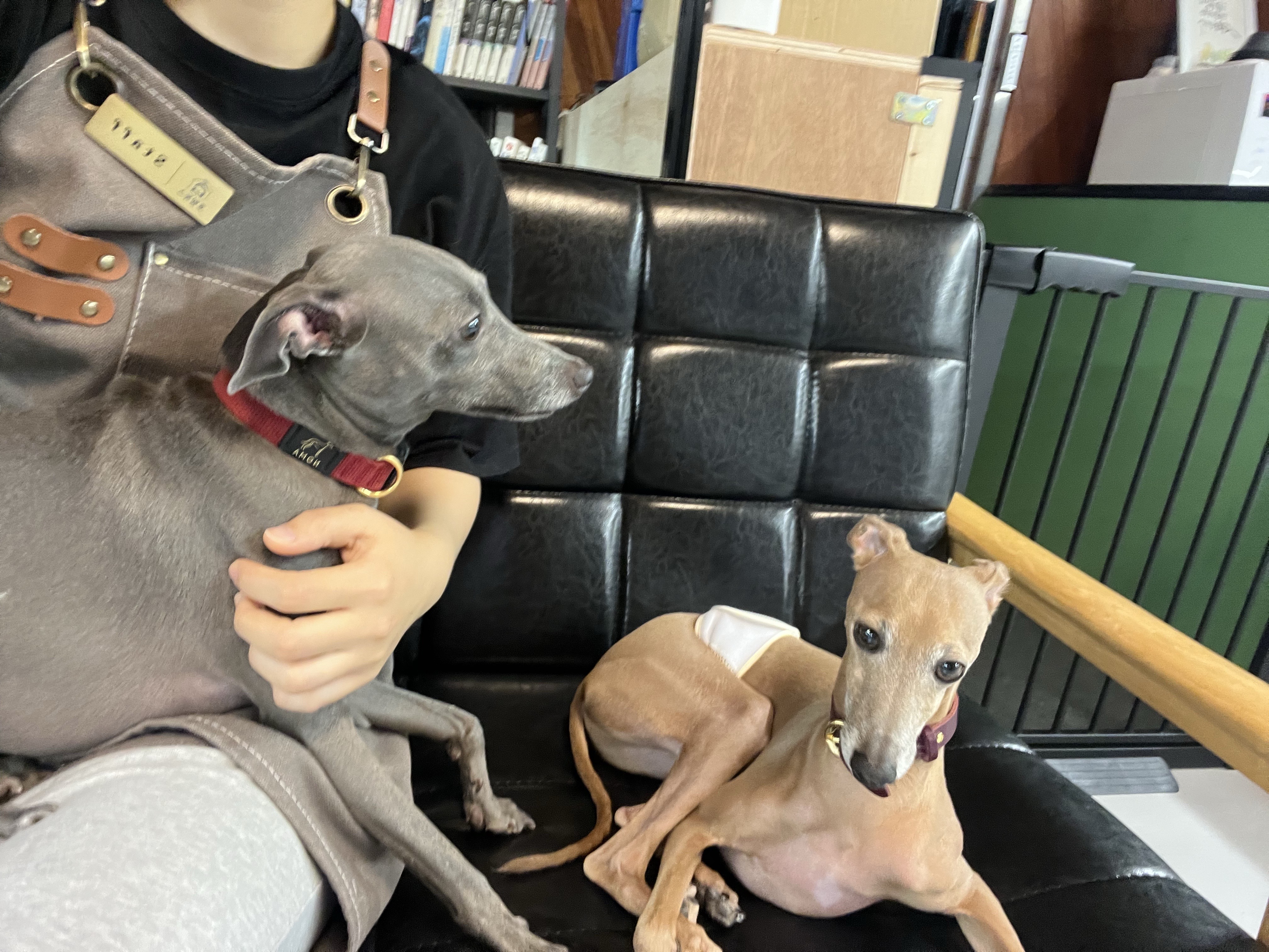 호텔 독스 애견호텔&유치원 대표 이미지