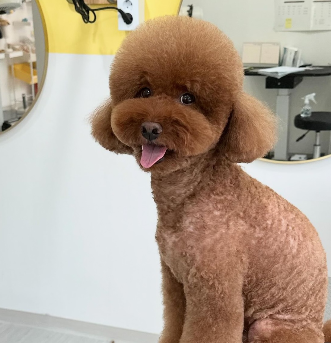 그루미송 대표 이미지