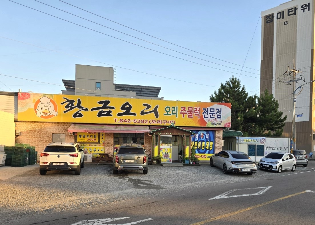 황금오리