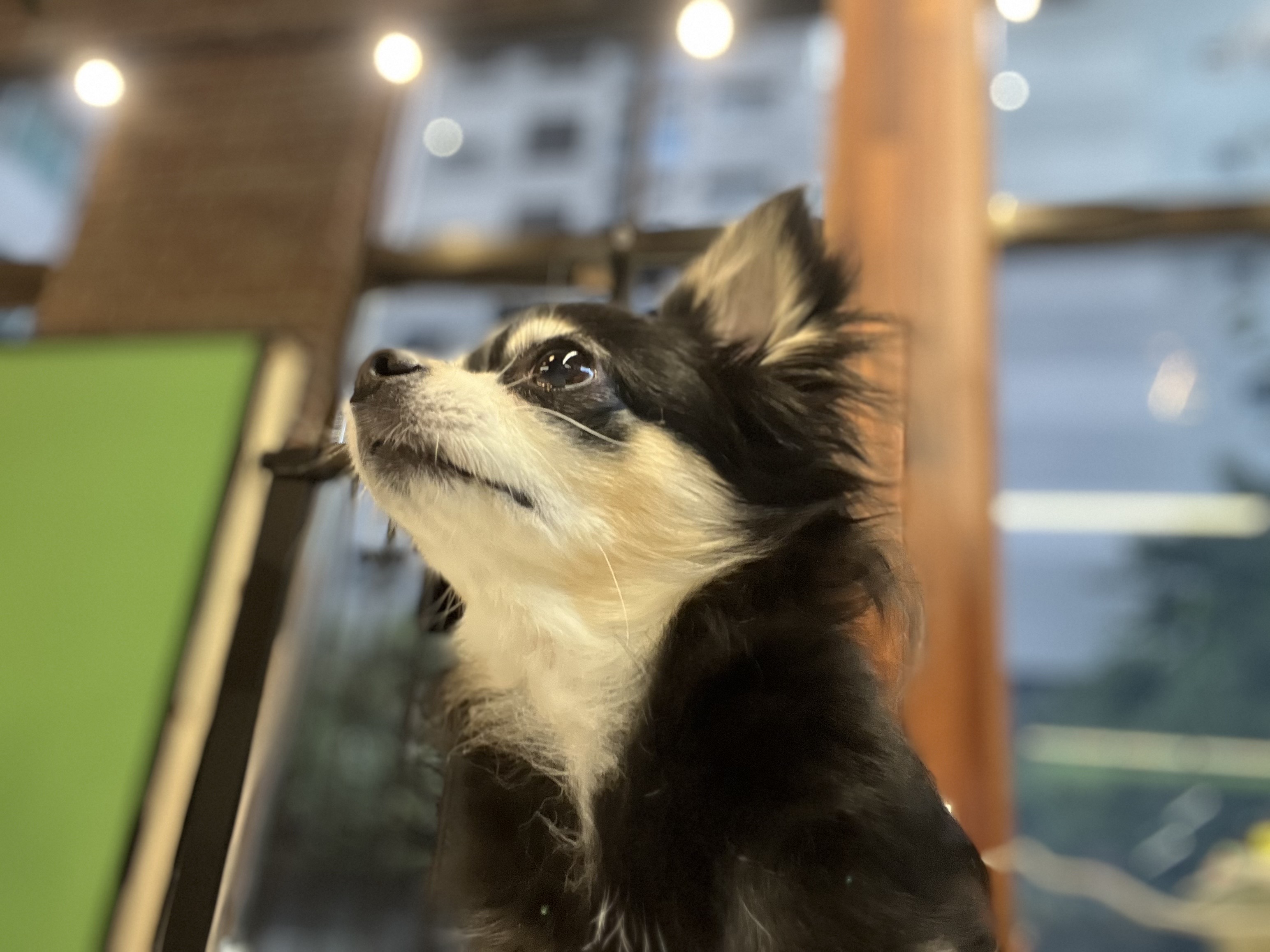 호텔 독스 대표 이미지