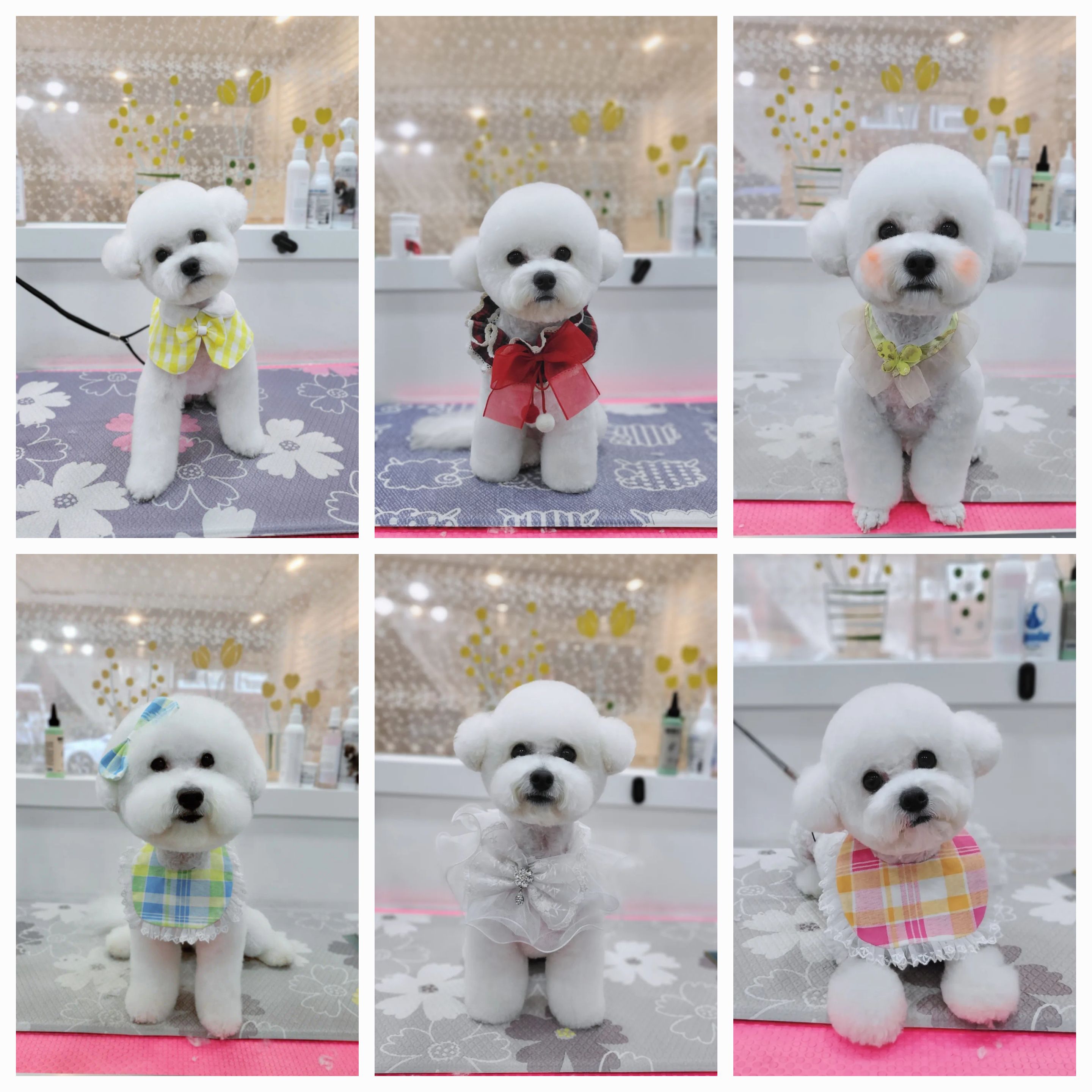 뽀앤코 펫살롱 대표 이미지