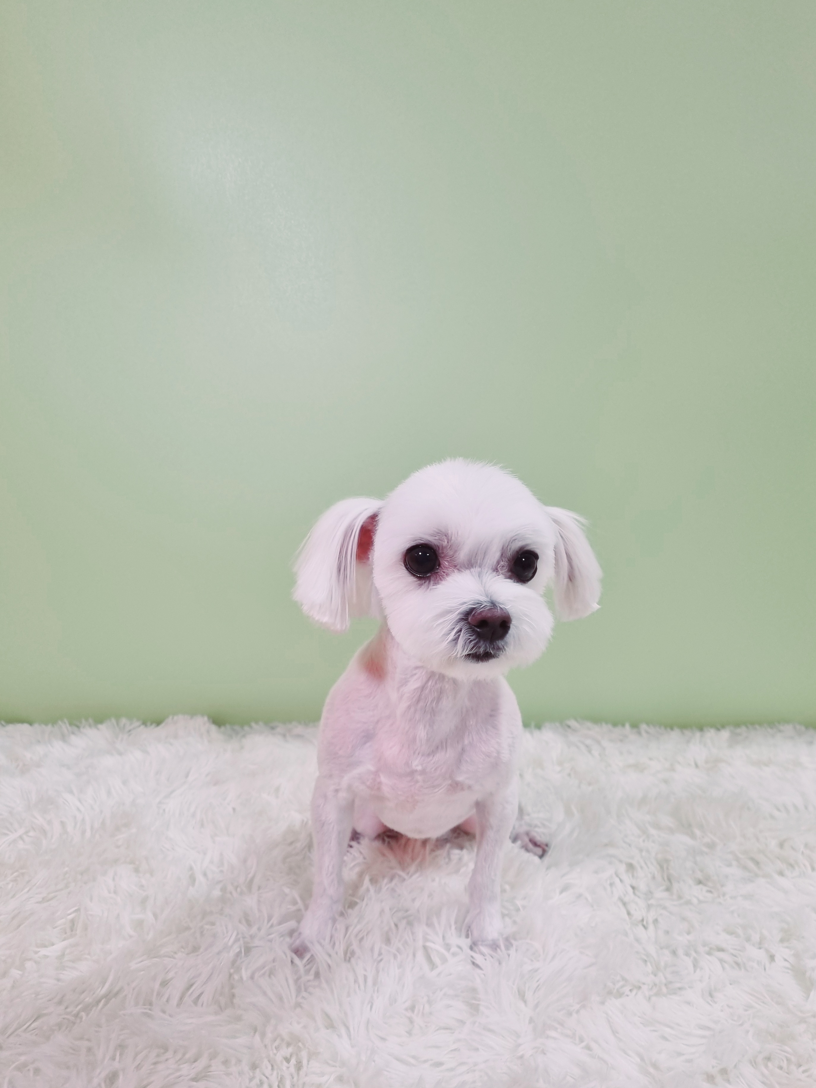 몽쉘몽봉 대표 이미지