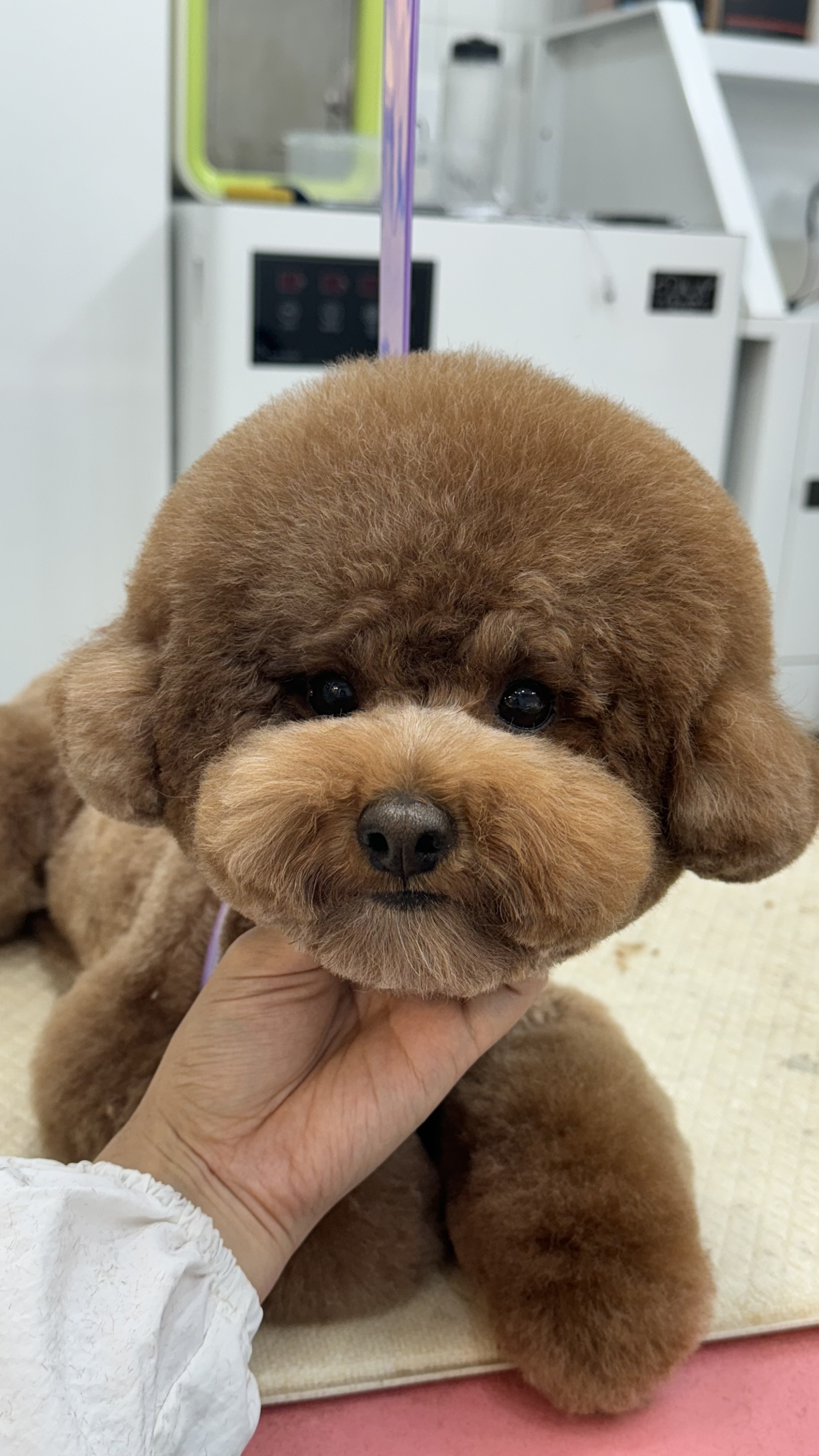 손수하다 대표 이미지