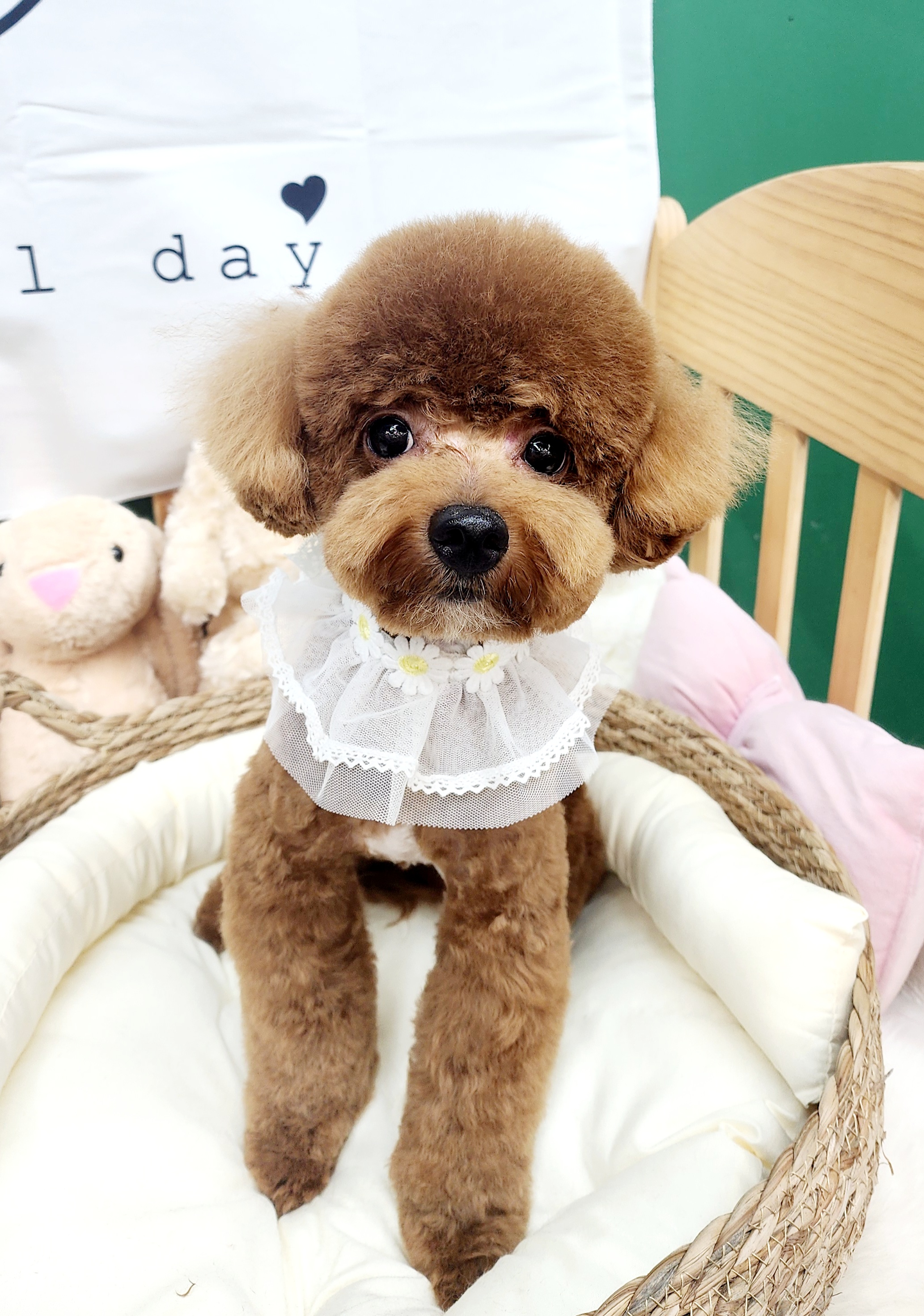쇼룸 펫뷰티샵 대표 이미지