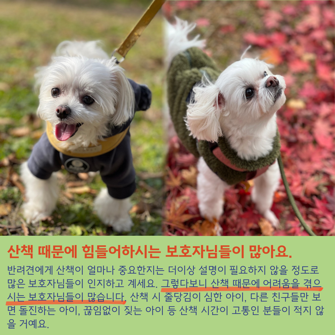 장모닭한마리 반려동물 동반 애견카페