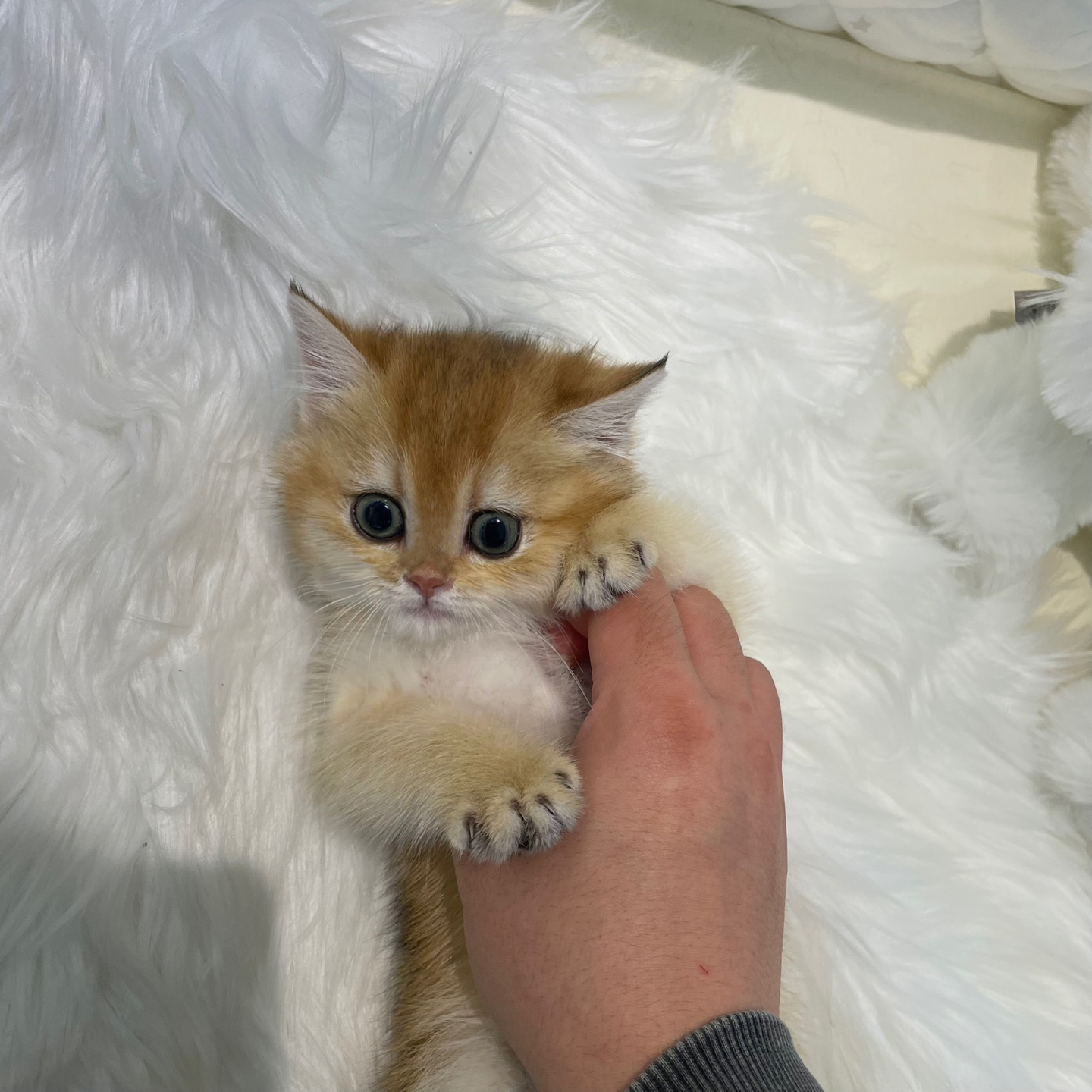 라이프독 인천본점 24시 강아지분양 고양이분양 대표 이미지