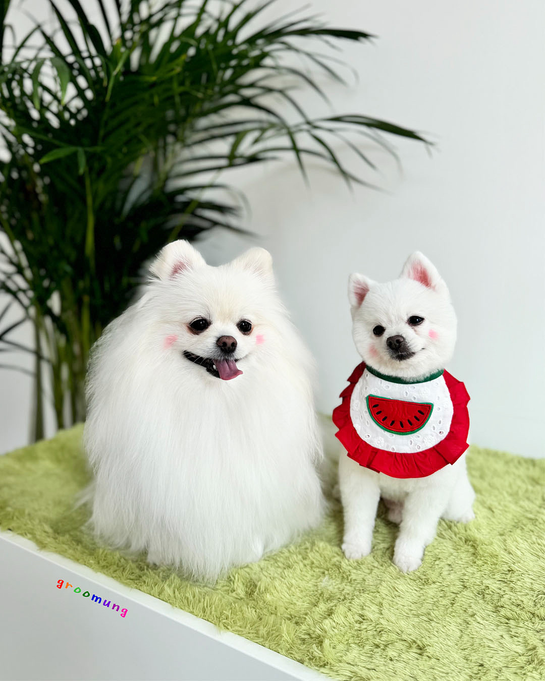 그루멍 대표 이미지