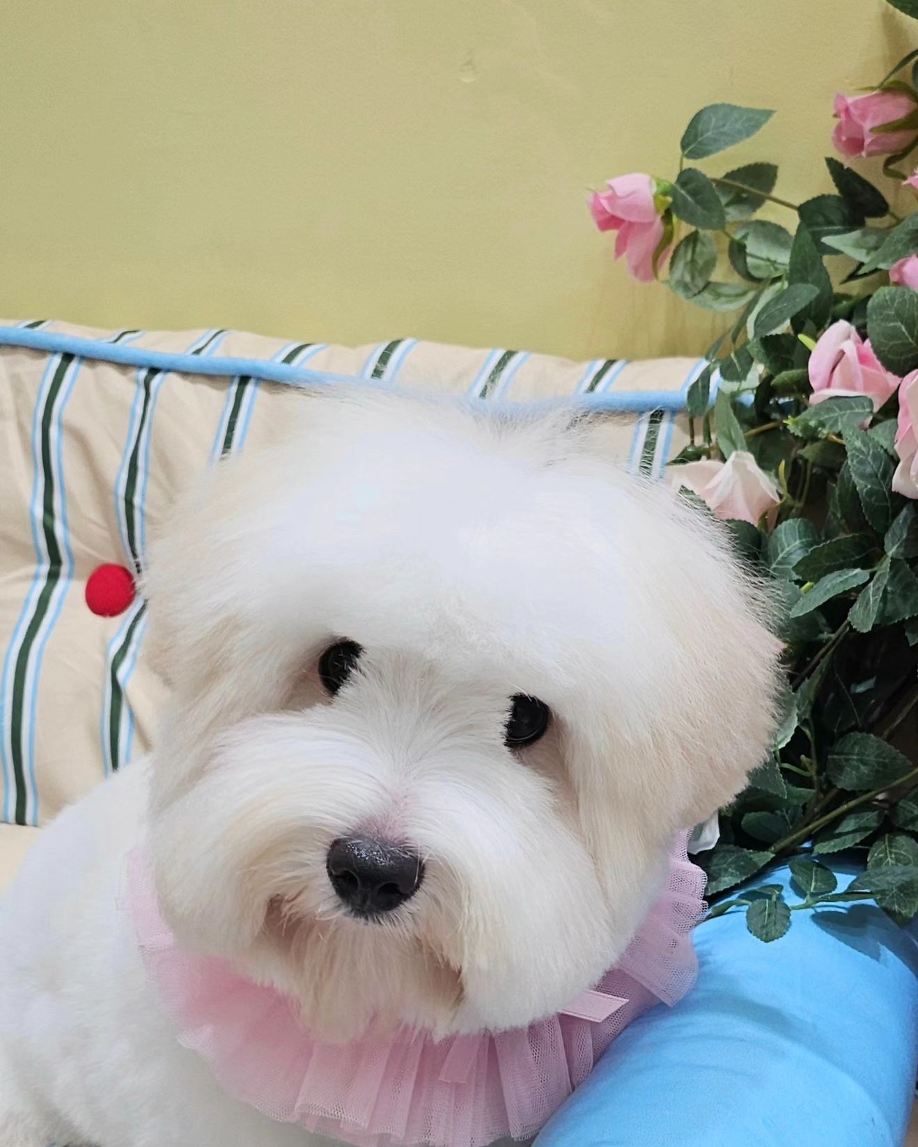 반짝이는그루밍하우스 대표 이미지