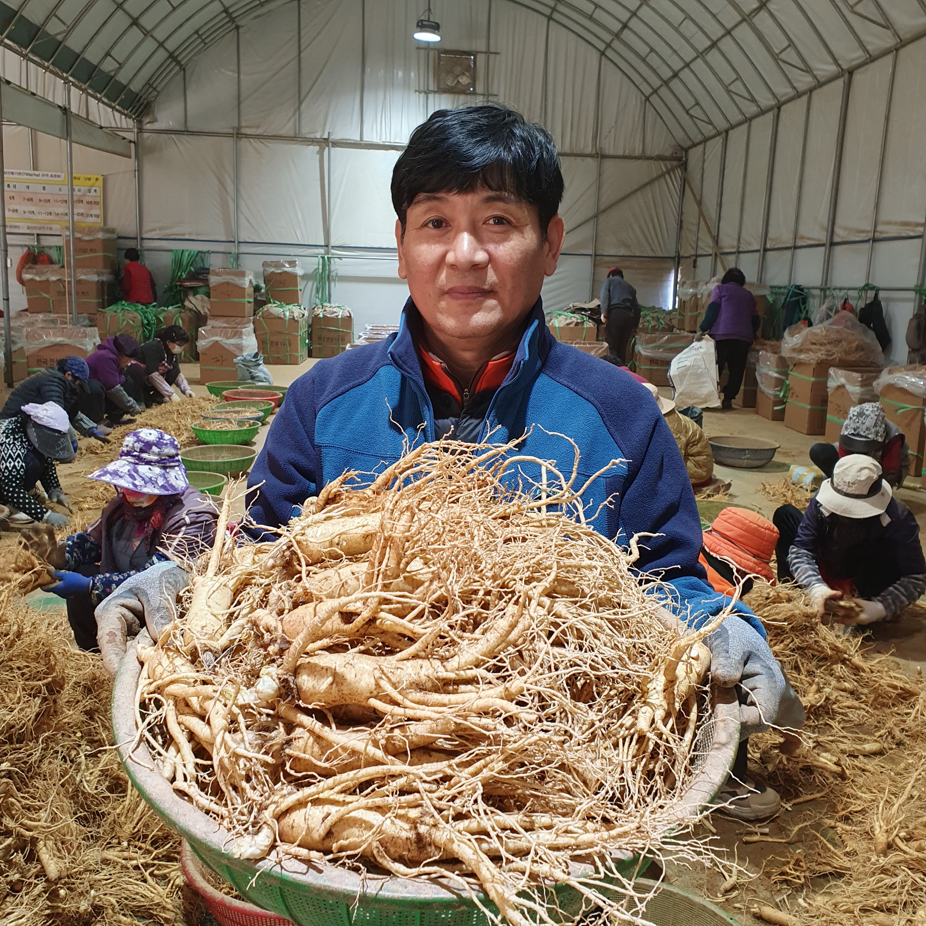황제약초인삼사