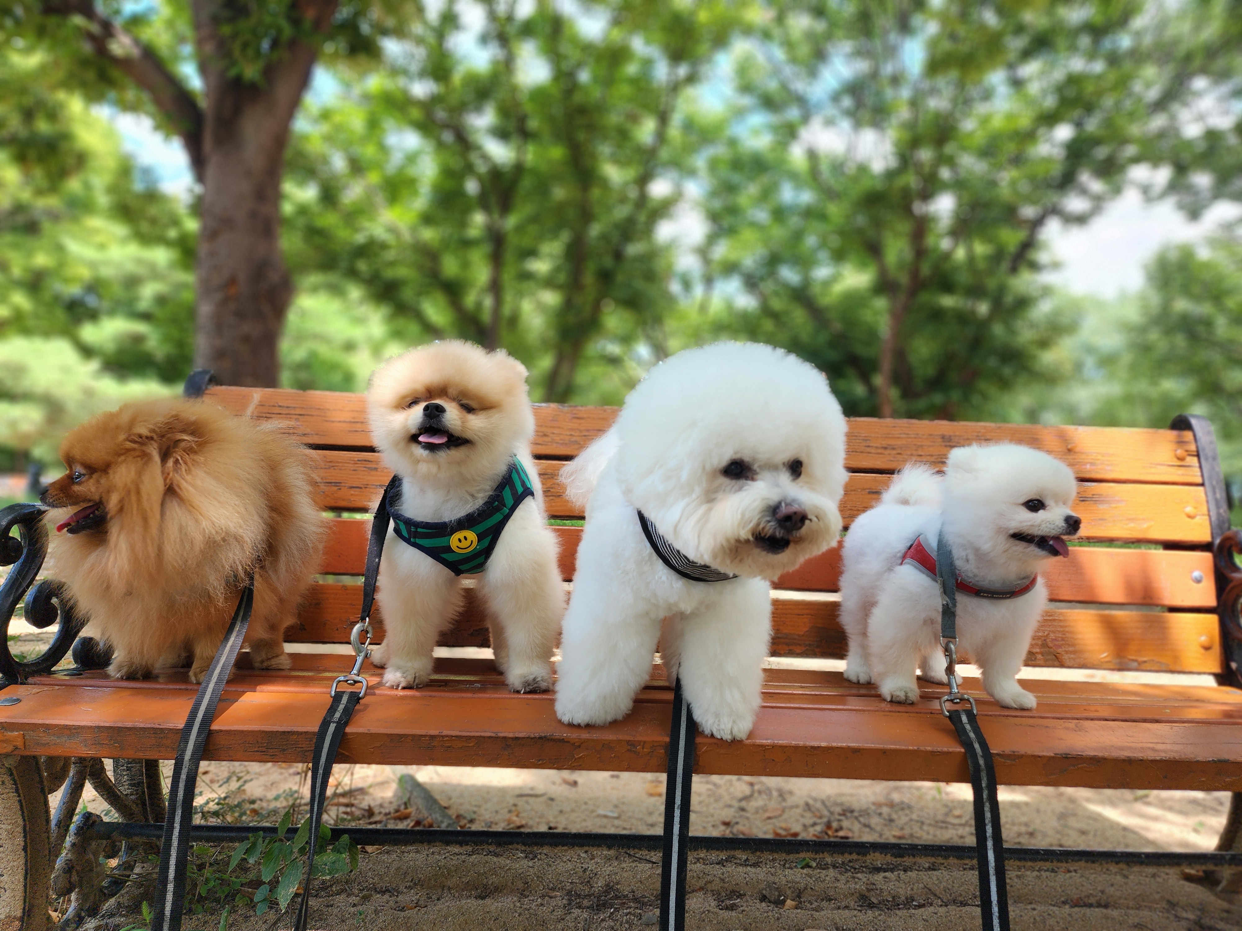 원쿡 강아지 유치원 대표 이미지