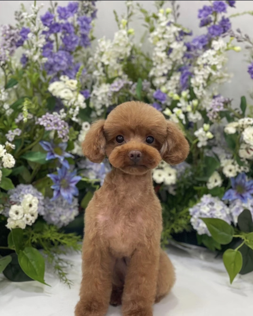 도곤도곤 애견미용실 대표 이미지