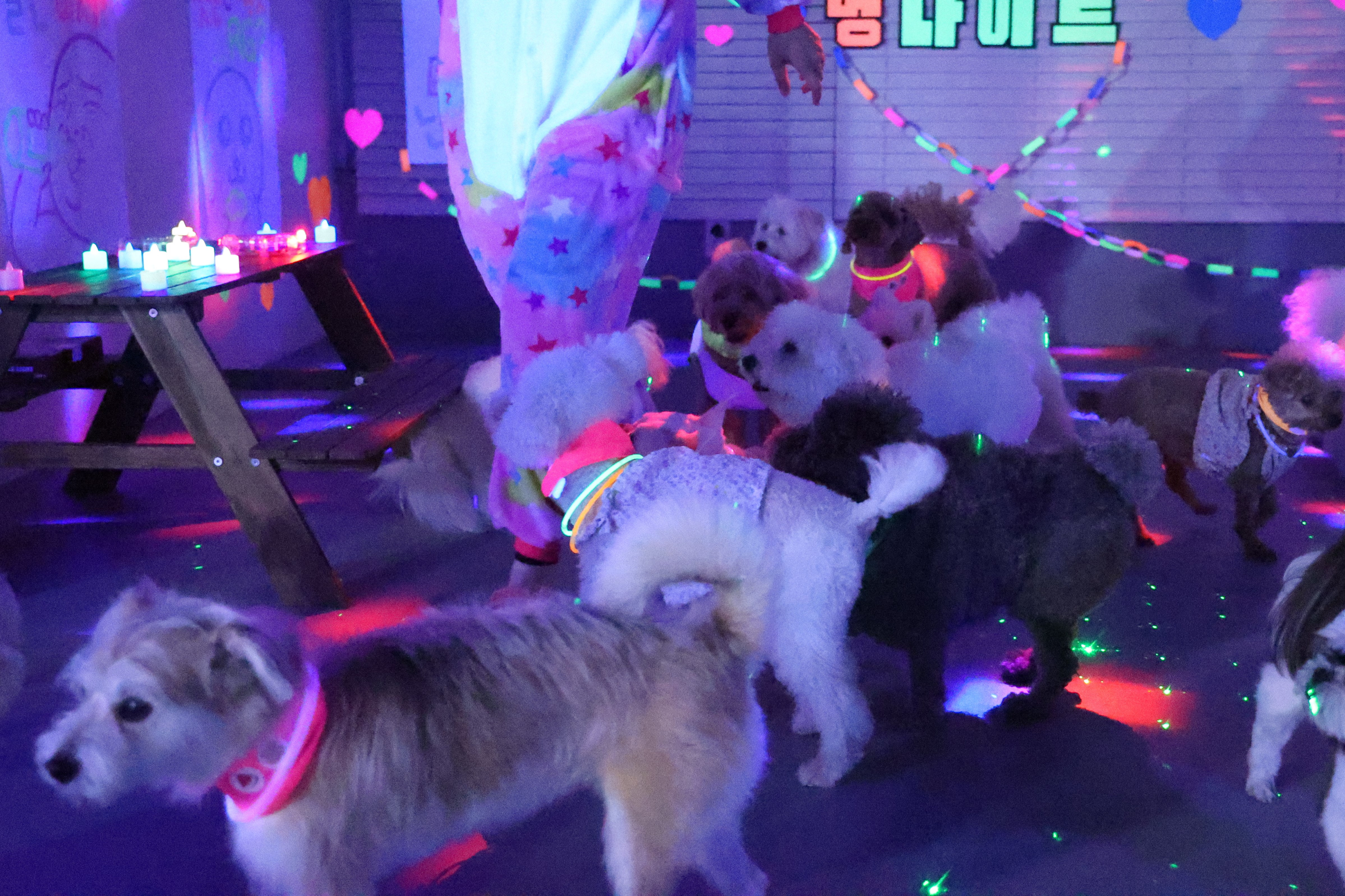 퍼피스프링 부천점 대표 이미지