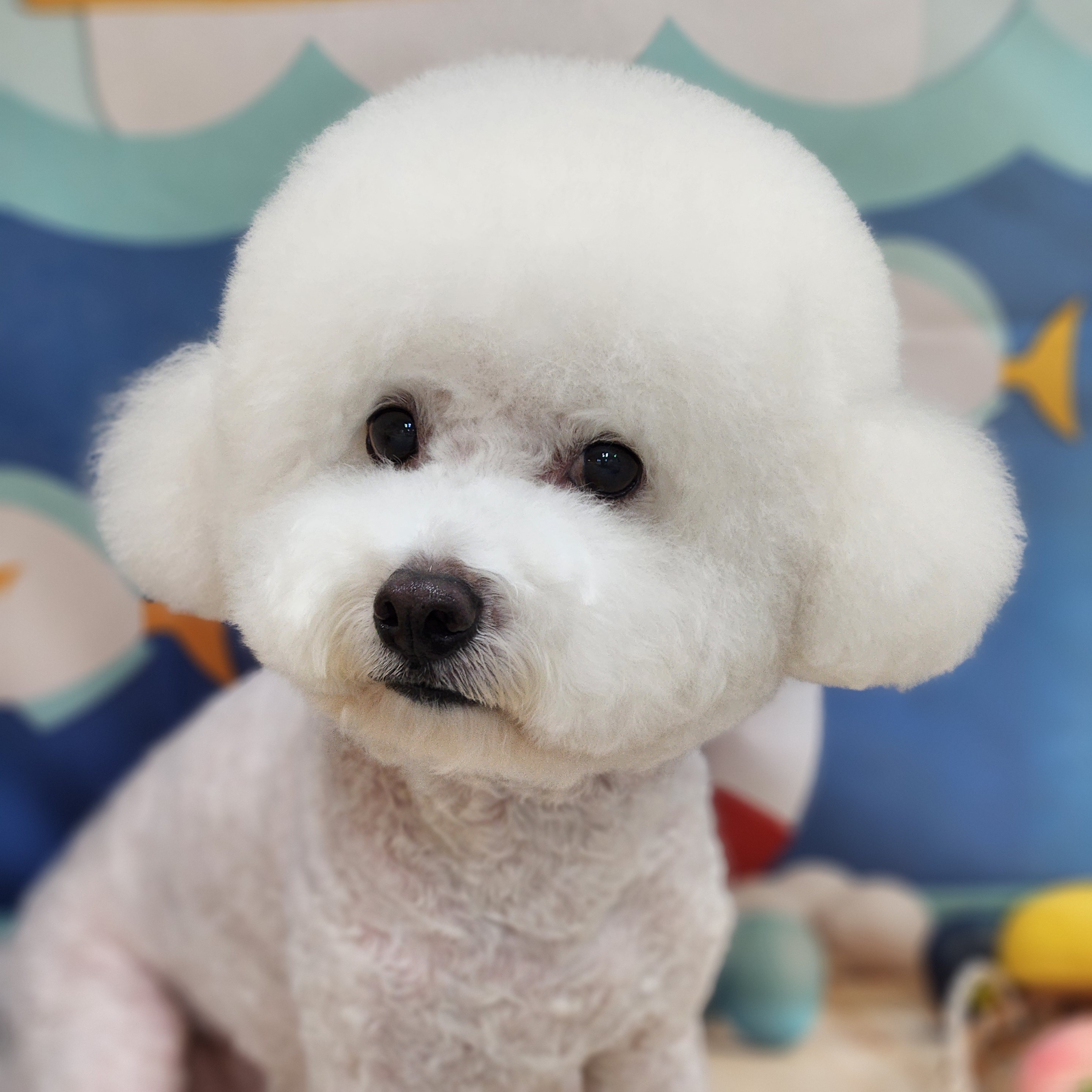 댕댕사우나