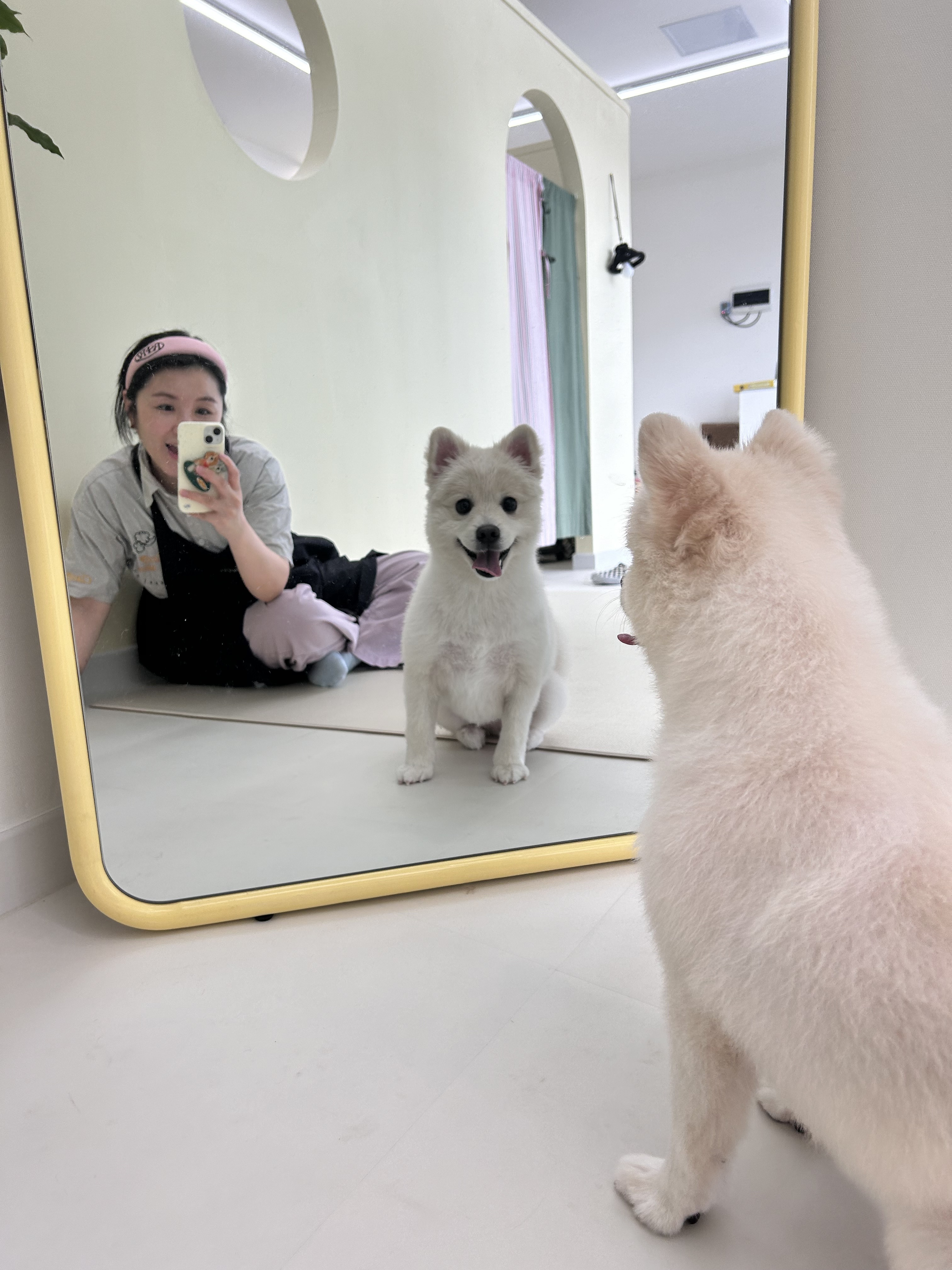 차차펫살롱 강아지 미용실 대표 이미지