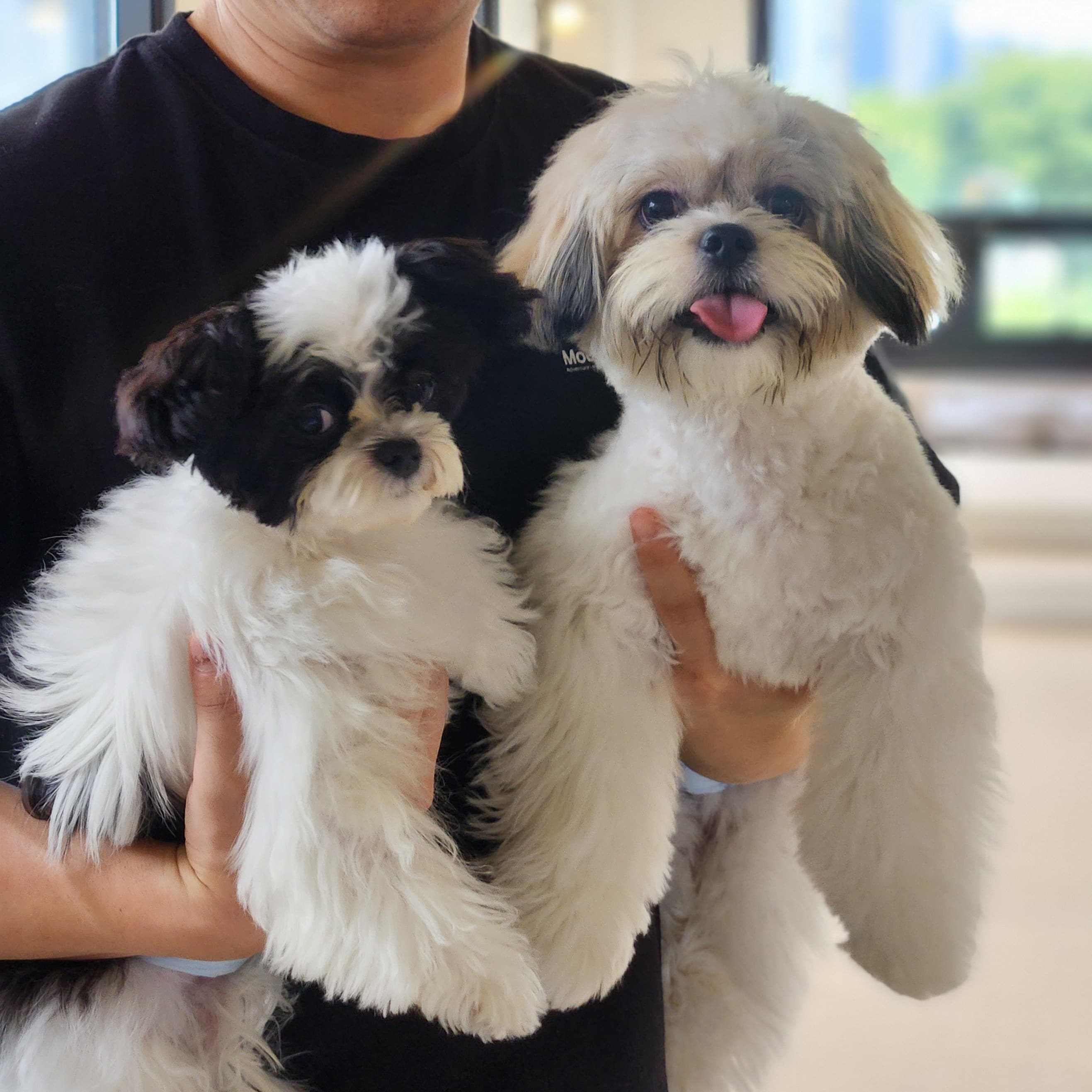펫케아 대표 이미지