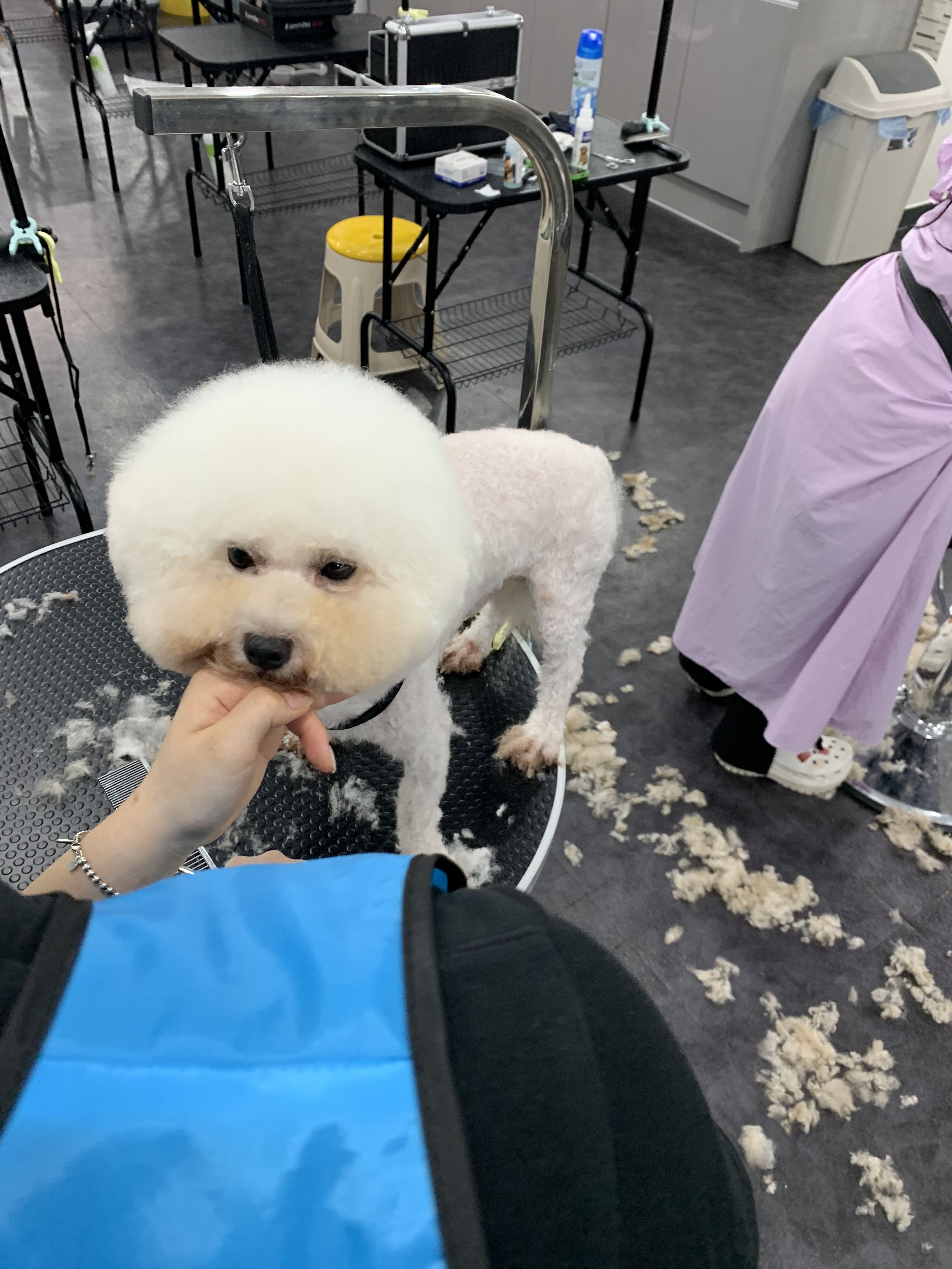 스케치애견미용학원 대표 이미지