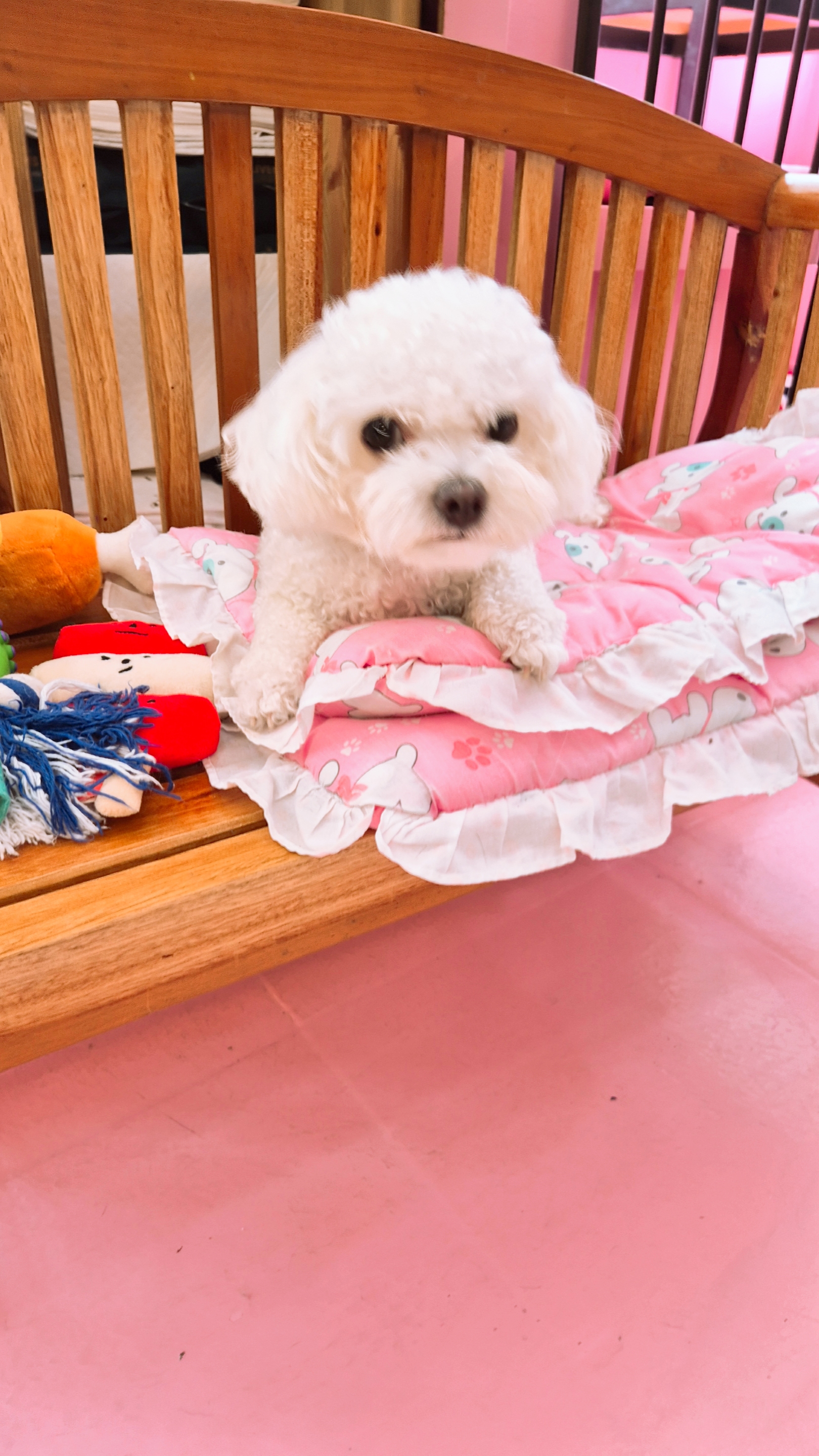 놀러오개 애견유치원 애견호텔 대표 이미지