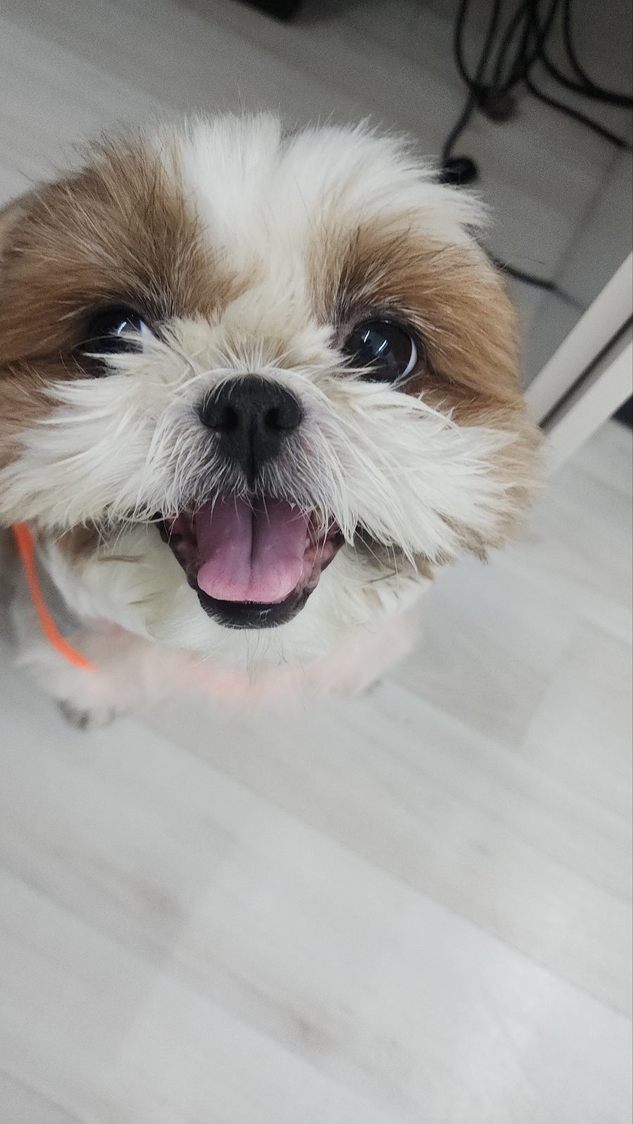 가히애견 대표 이미지