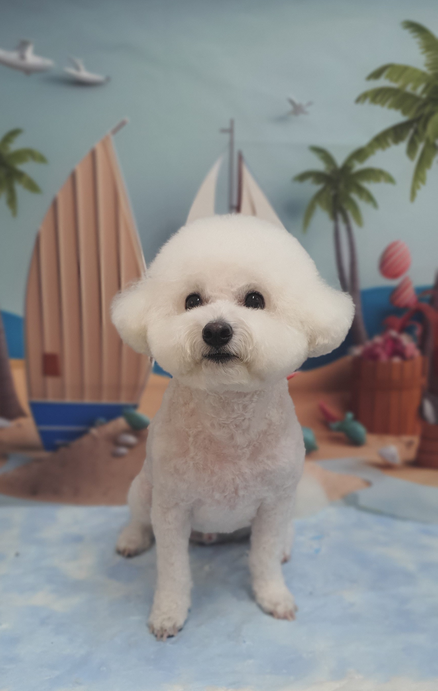 블랑드펫 대표 이미지
