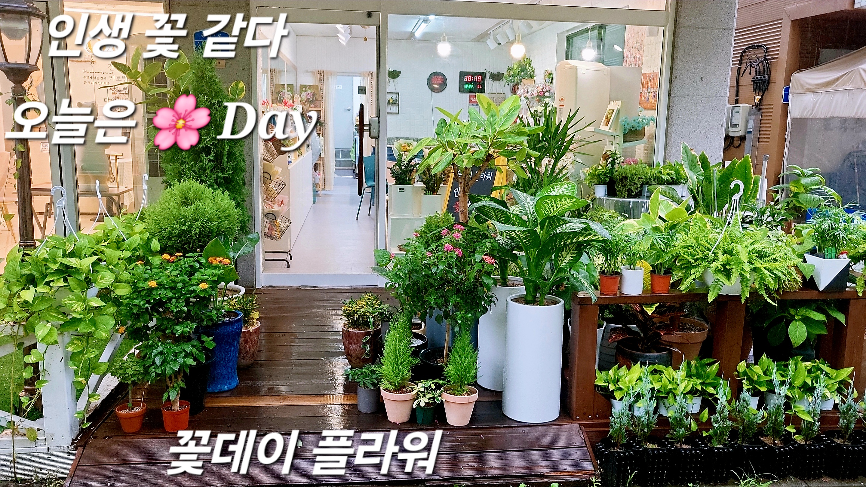 꽃데이 플라워