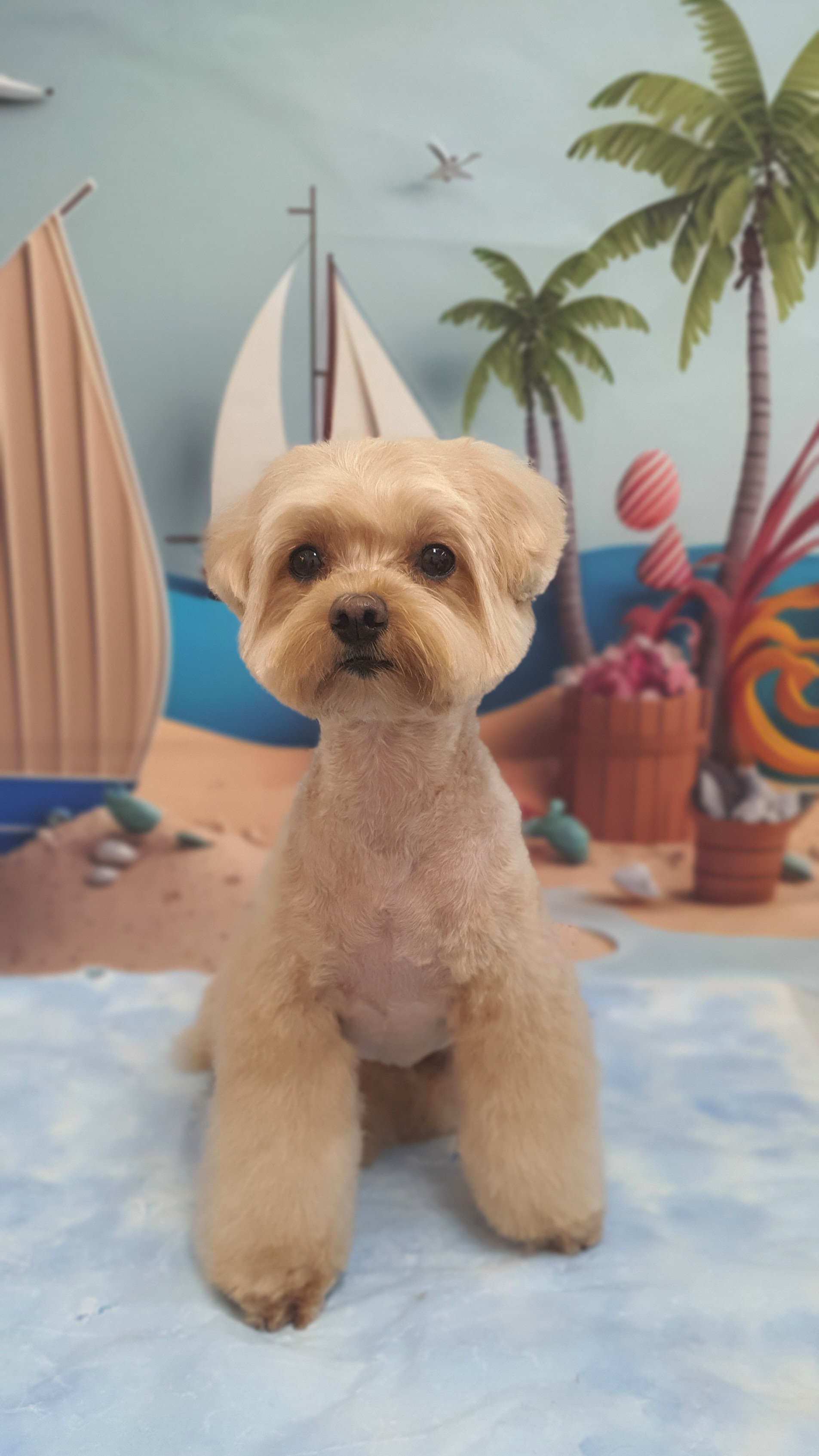 블랑드펫