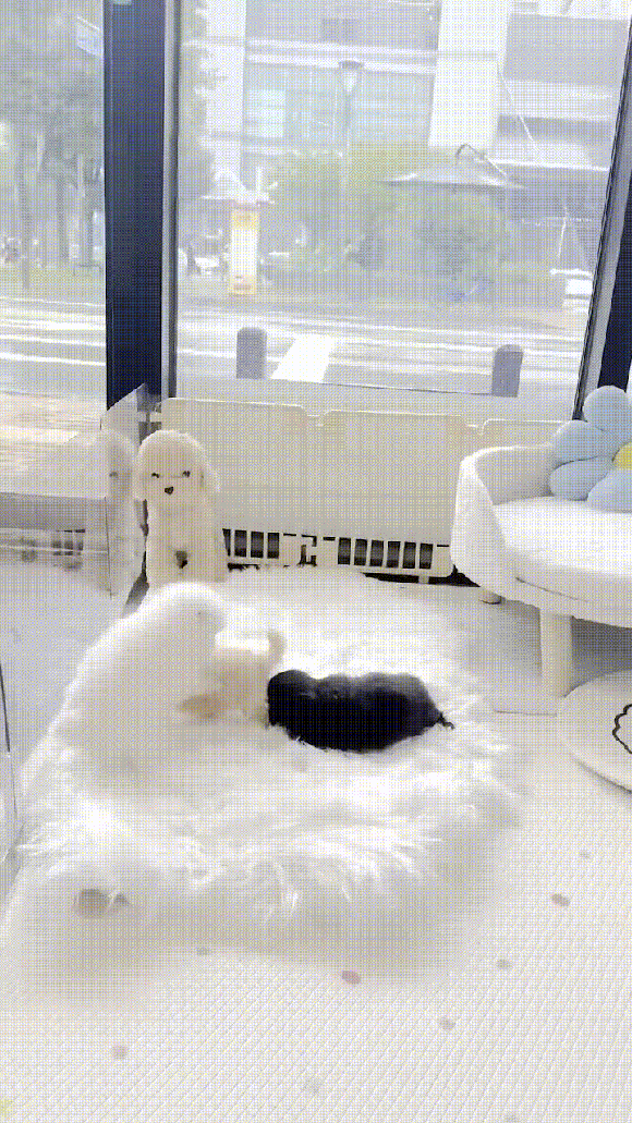 드림독 강아지고양이 안심분양센터 평택점