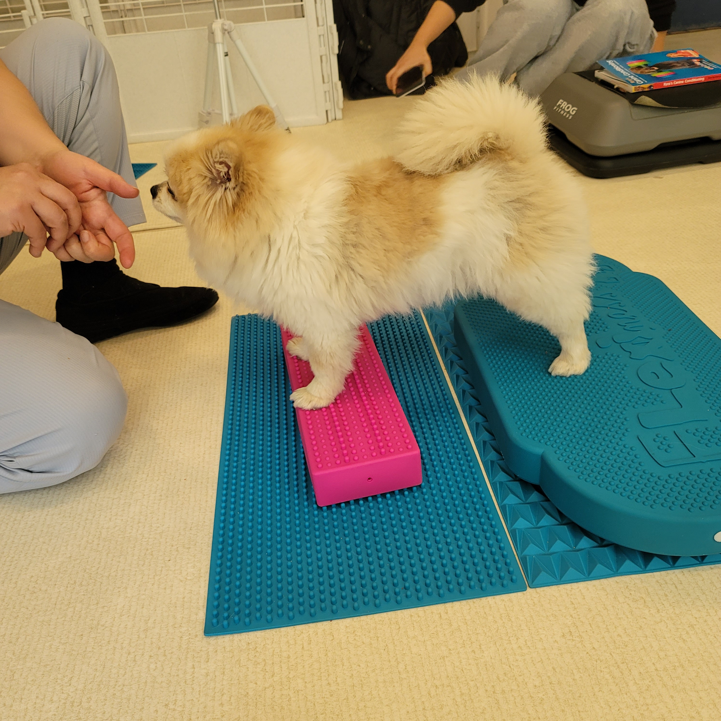 27퍼피짐 대표 이미지