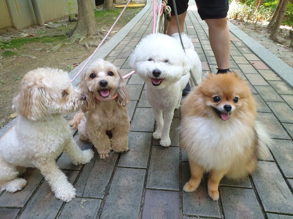 마인드몽 애견유치원 대표 이미지
