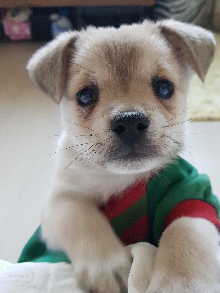 아이비 독 클럽 대표 이미지