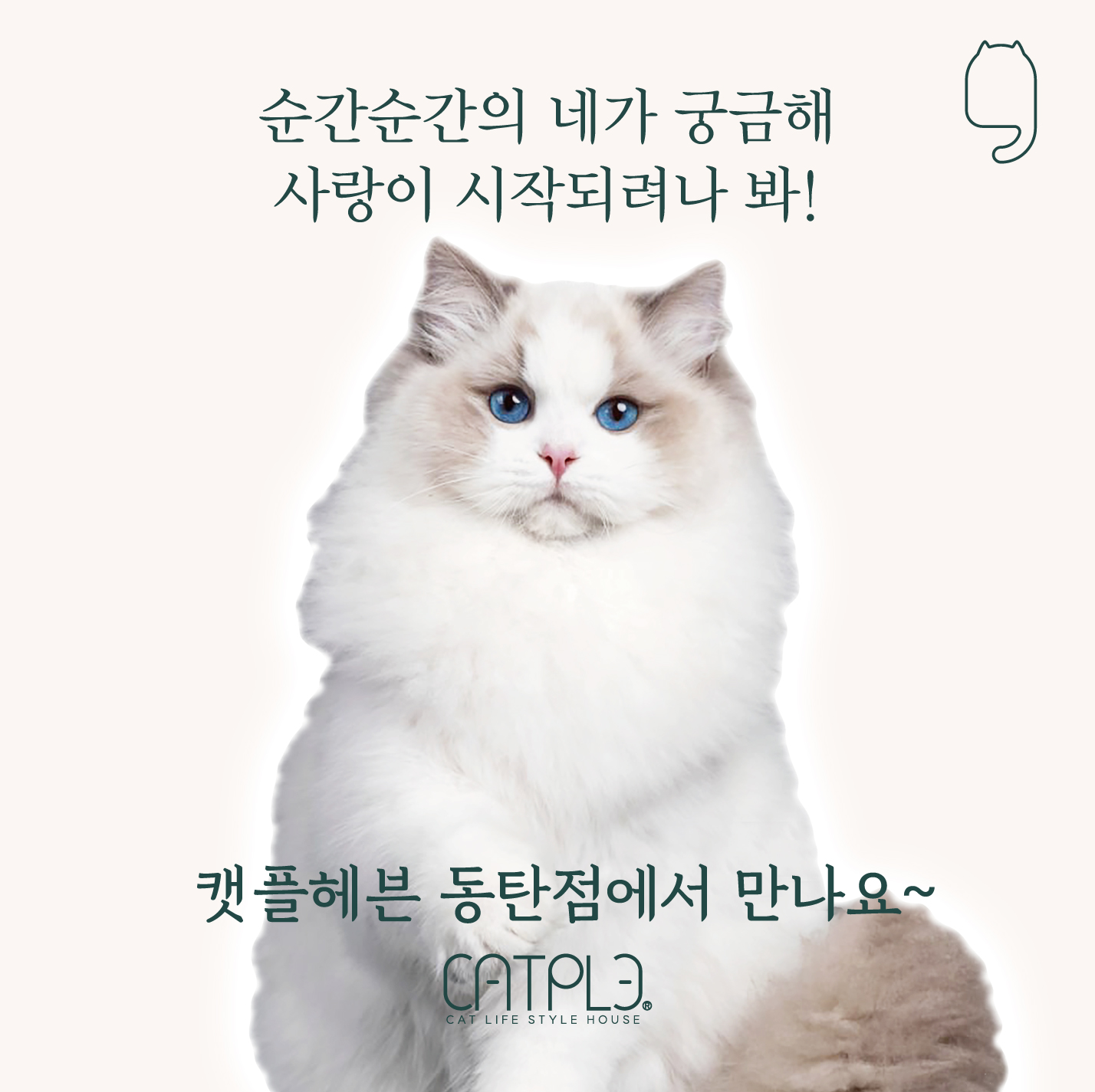 캣플 동탄점