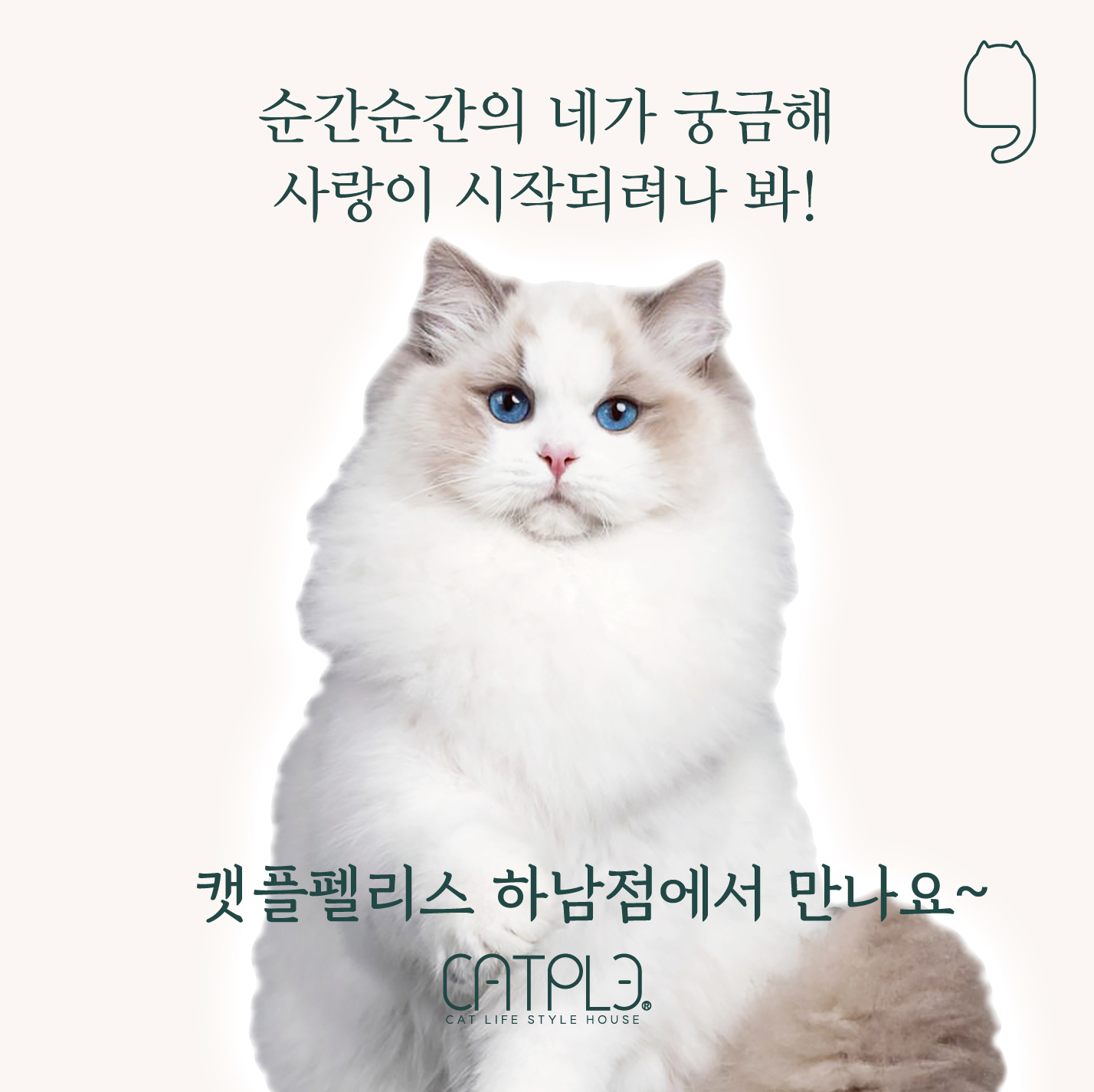 캣플
