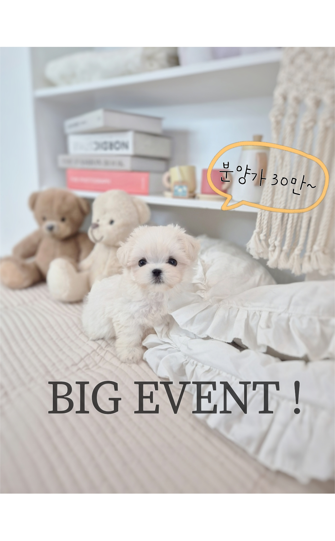 김해 강아지분양 베베몽