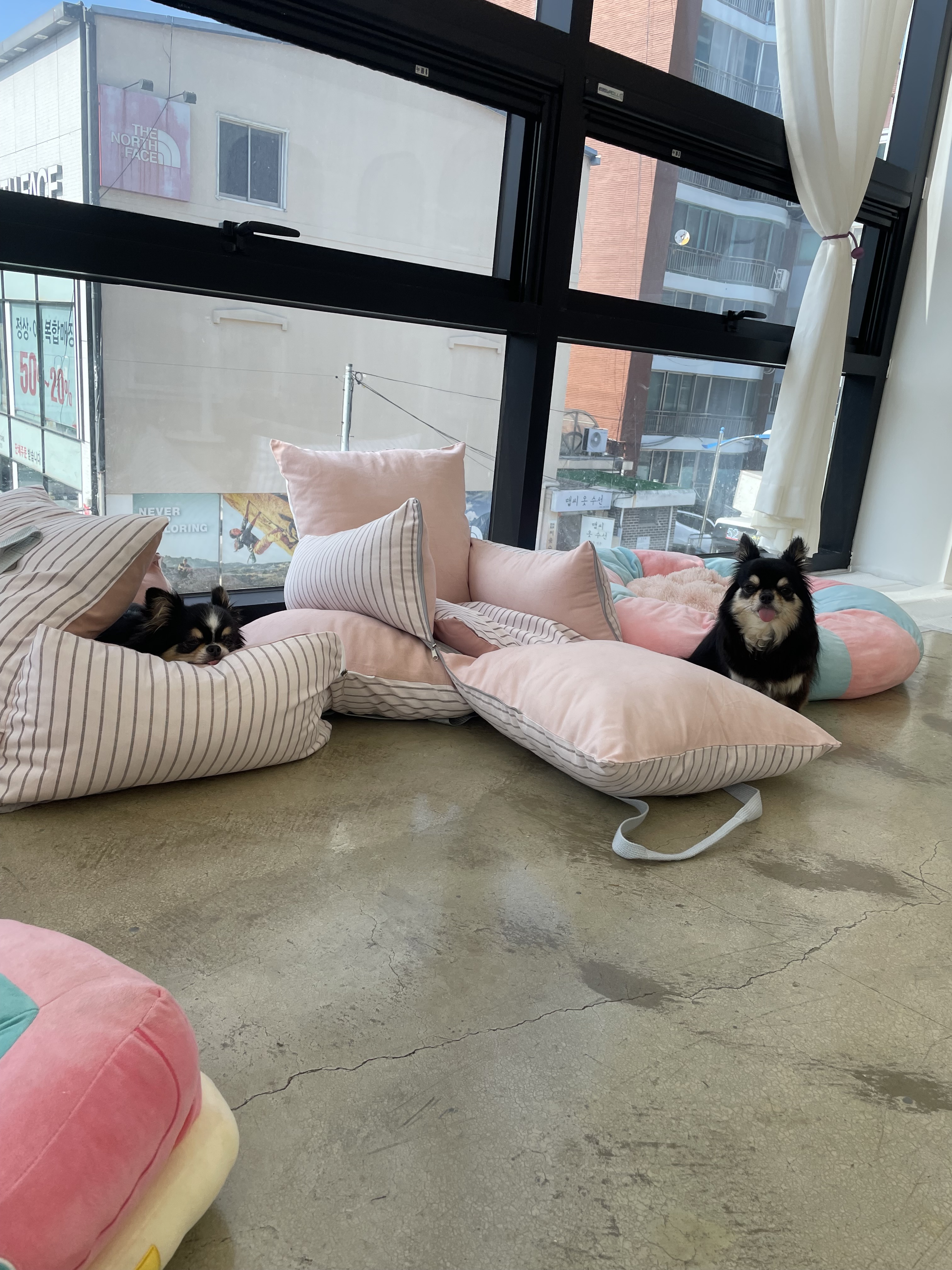 보라애견 보라펫살롱 대표 이미지