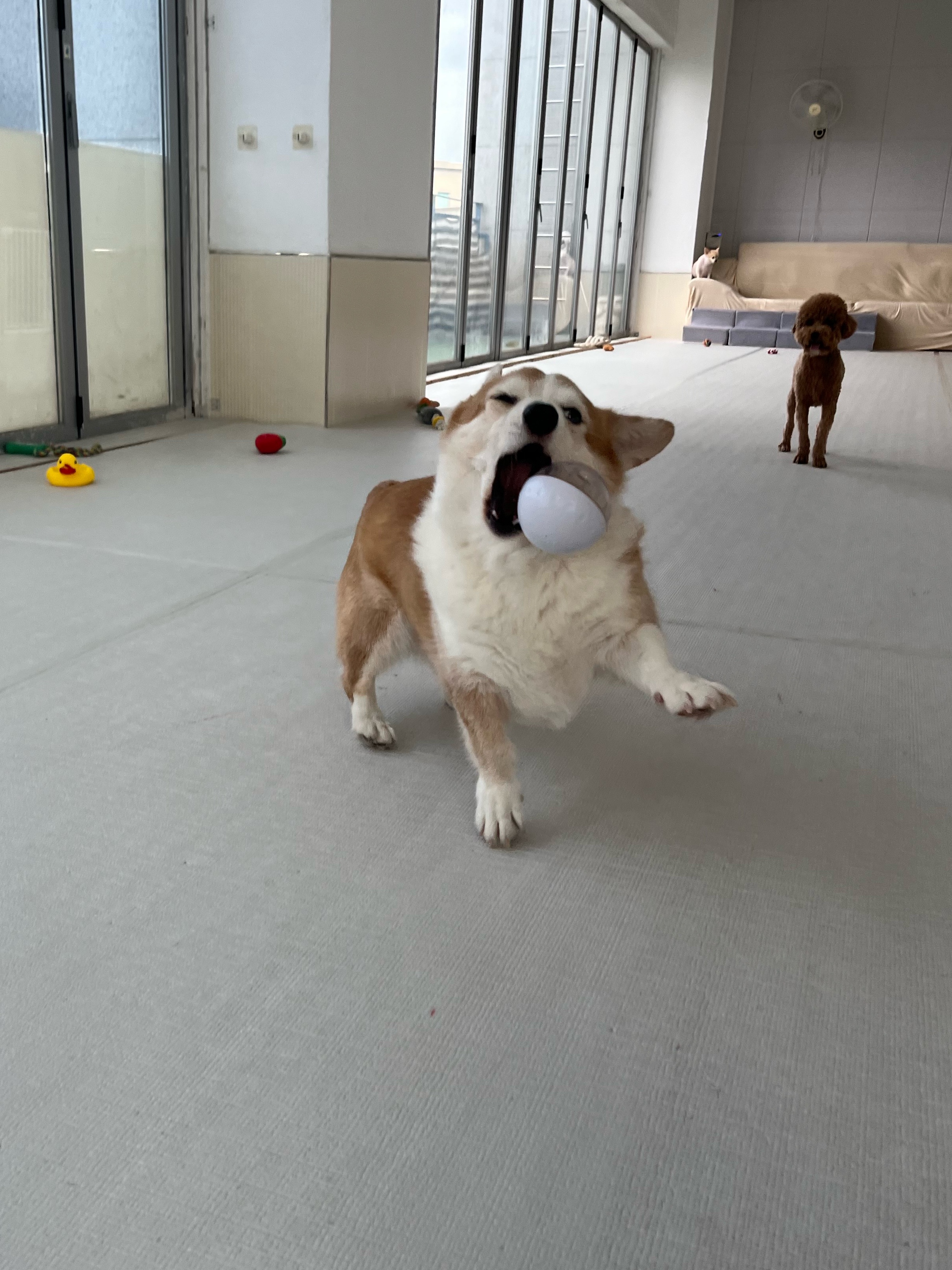 같이놀레오 대표 이미지