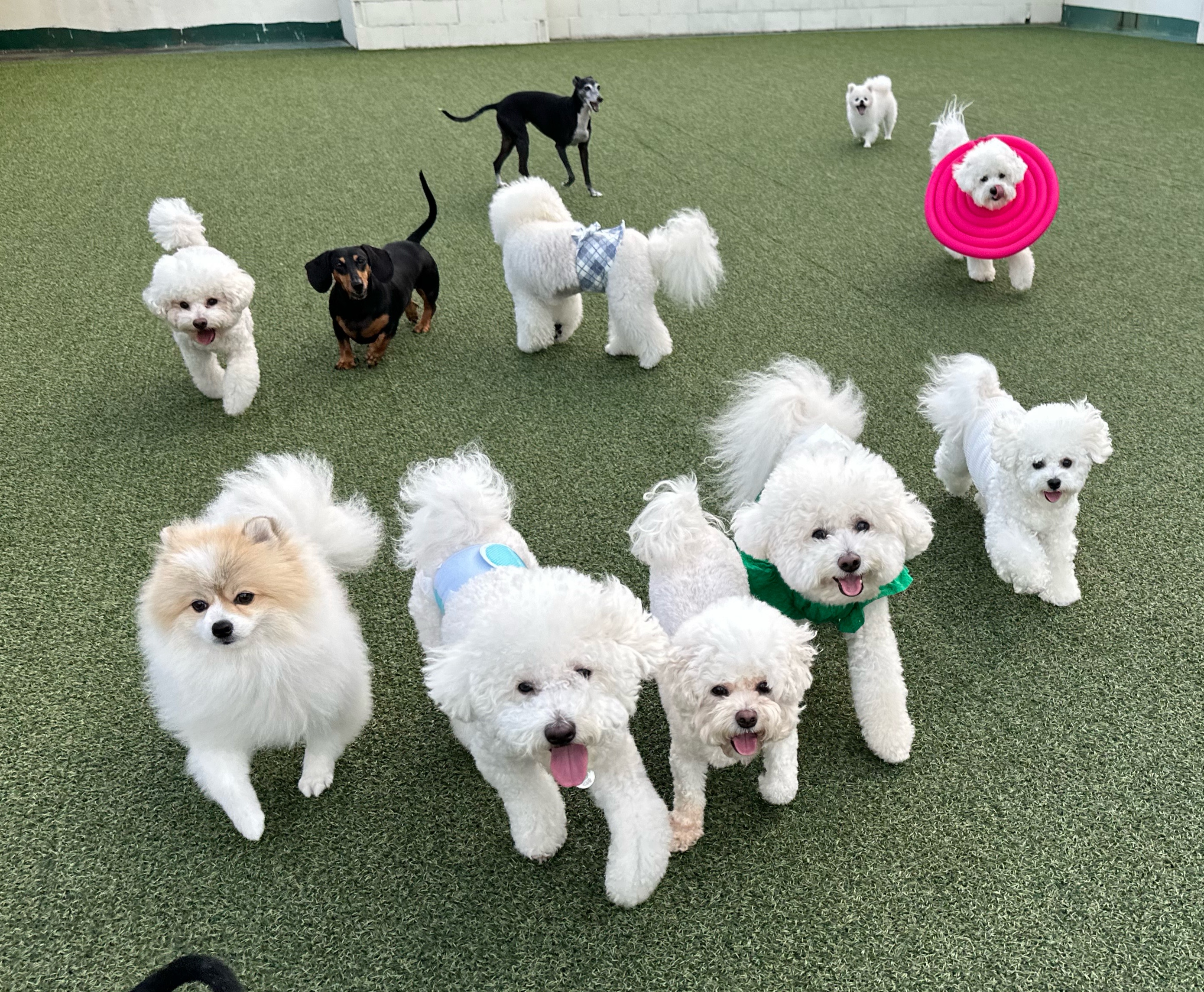 멍지중지 애견유치원 2호점 대표 이미지