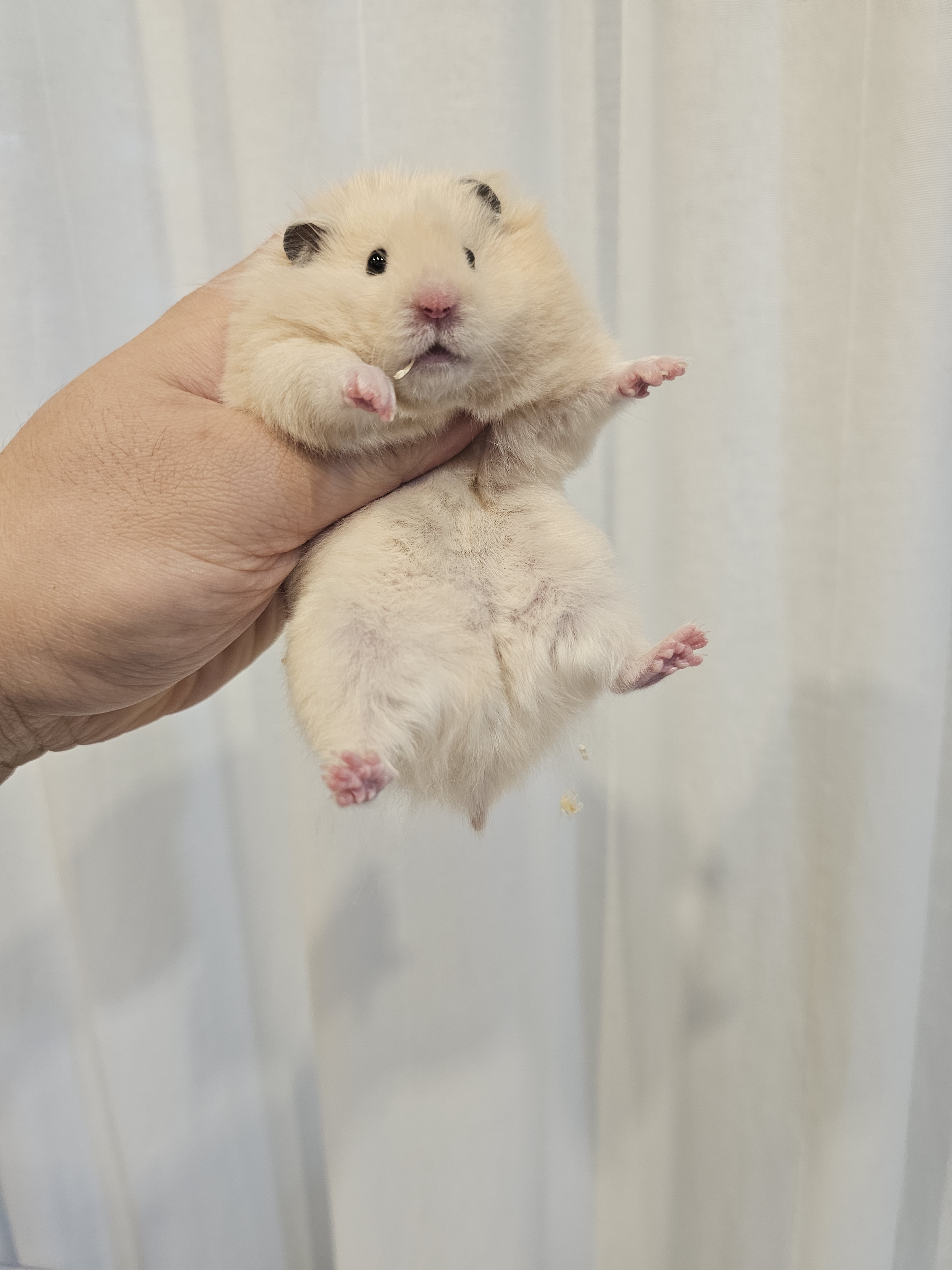 골든햄스터분양 탬펫 본점 대표 이미지