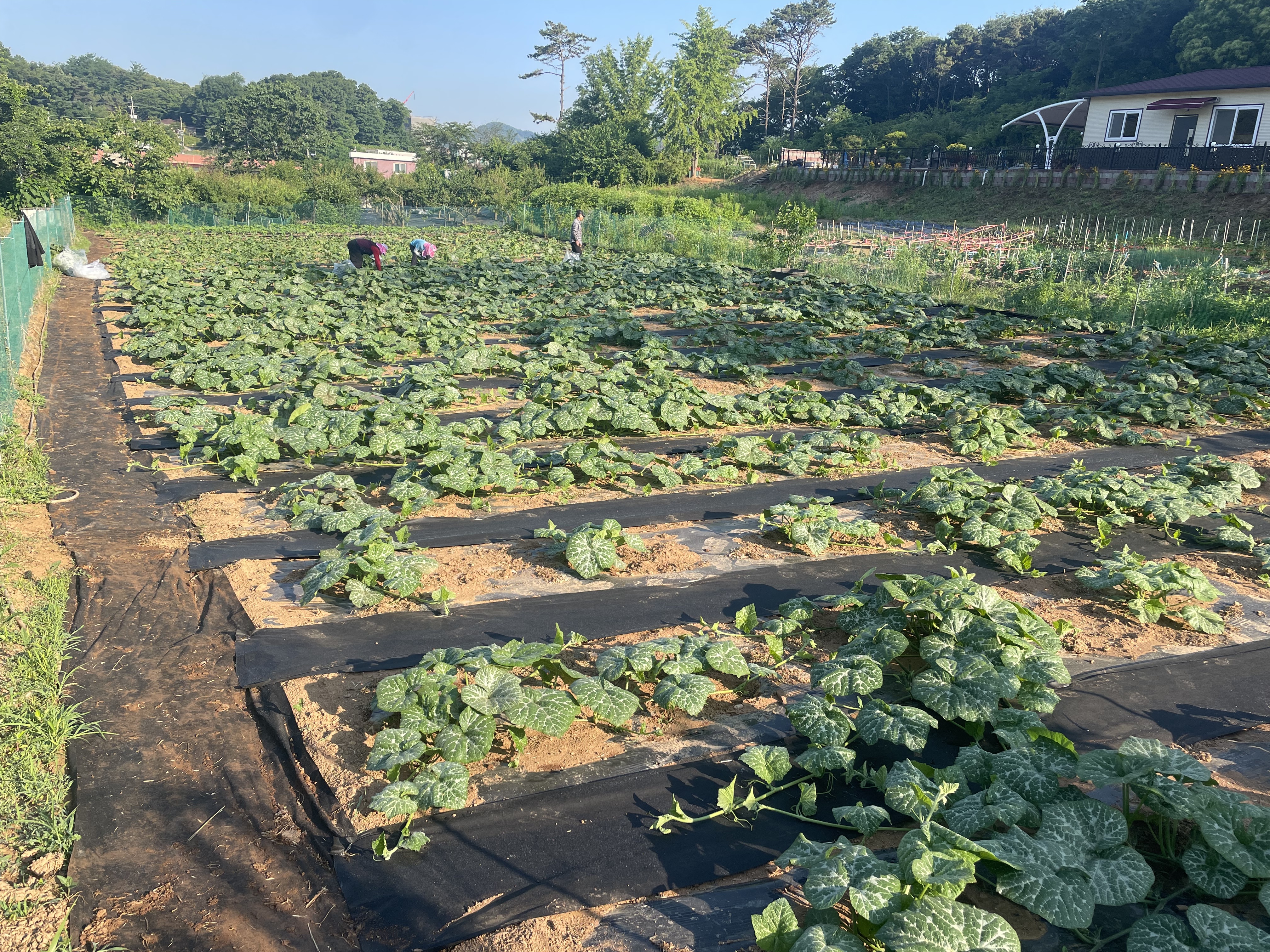 무의도데침쌈밥 본점