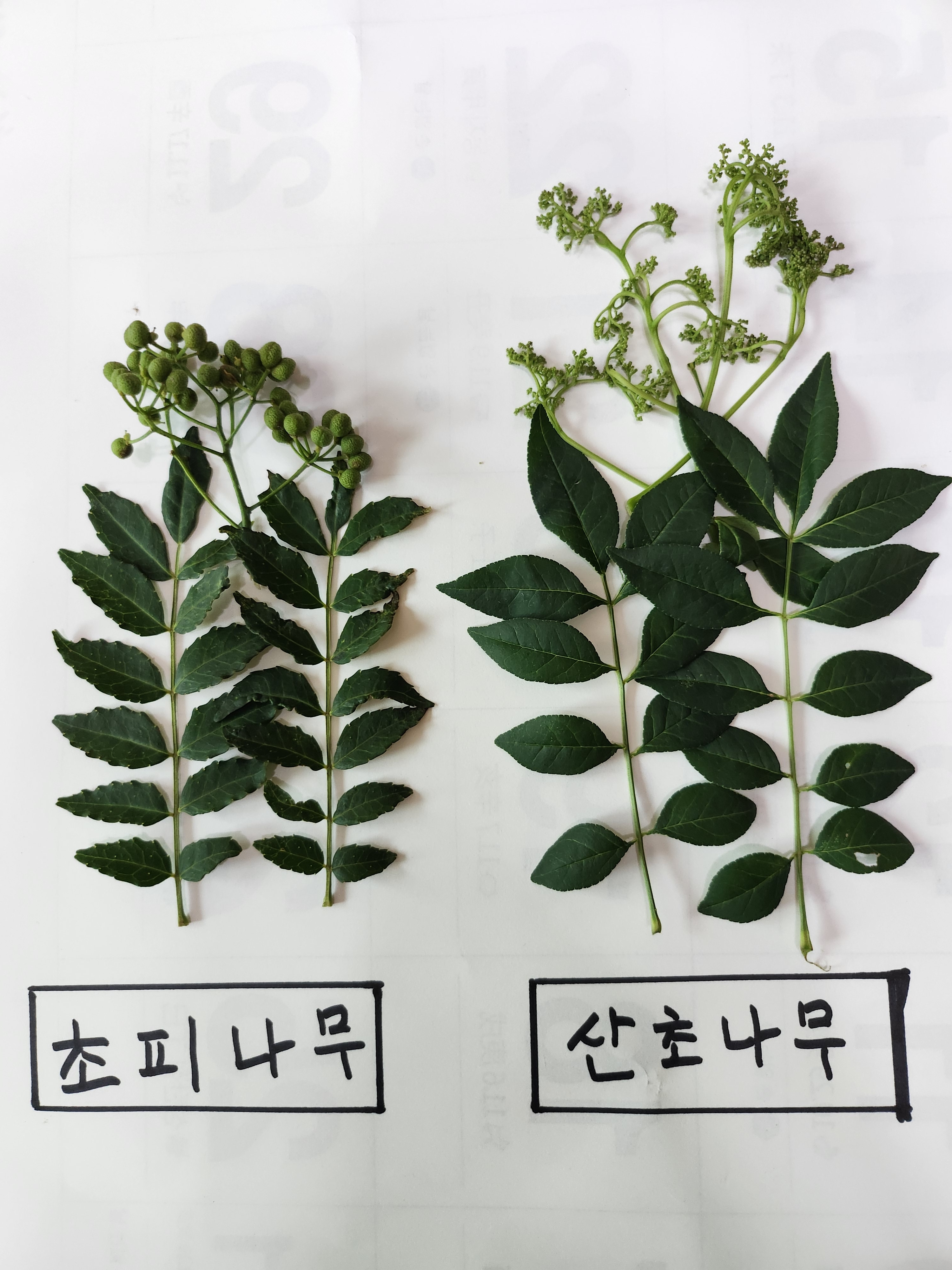 광양초피농장