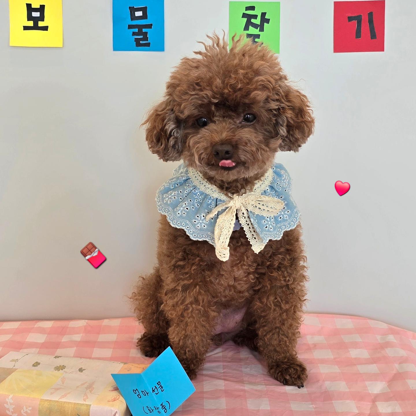 솔솔애견유치원 대표 이미지